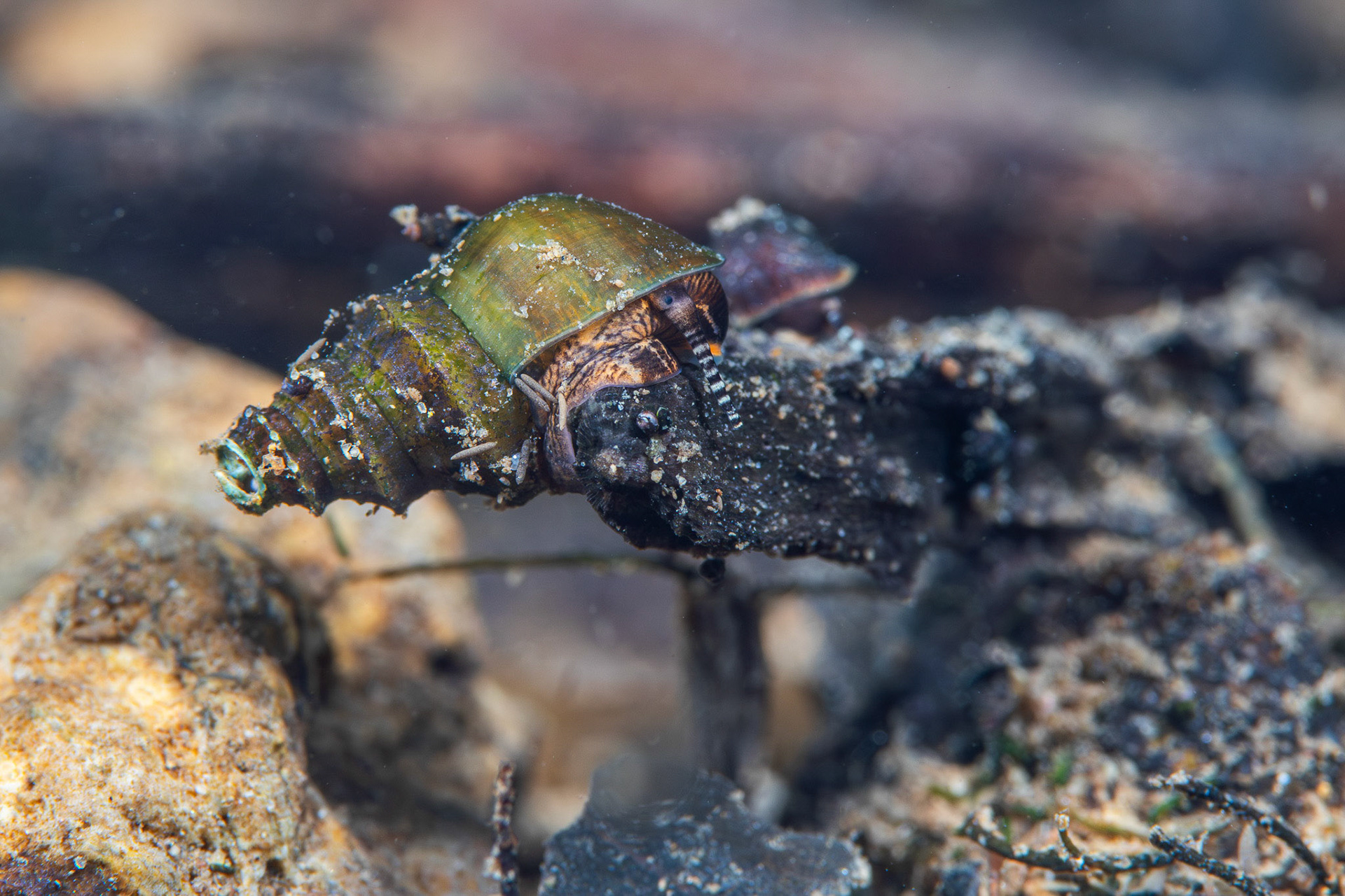 Elimia sp.