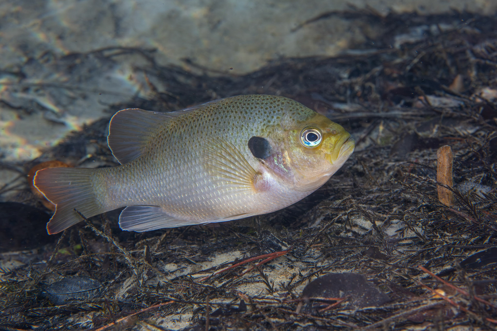 Spotted Sunfish