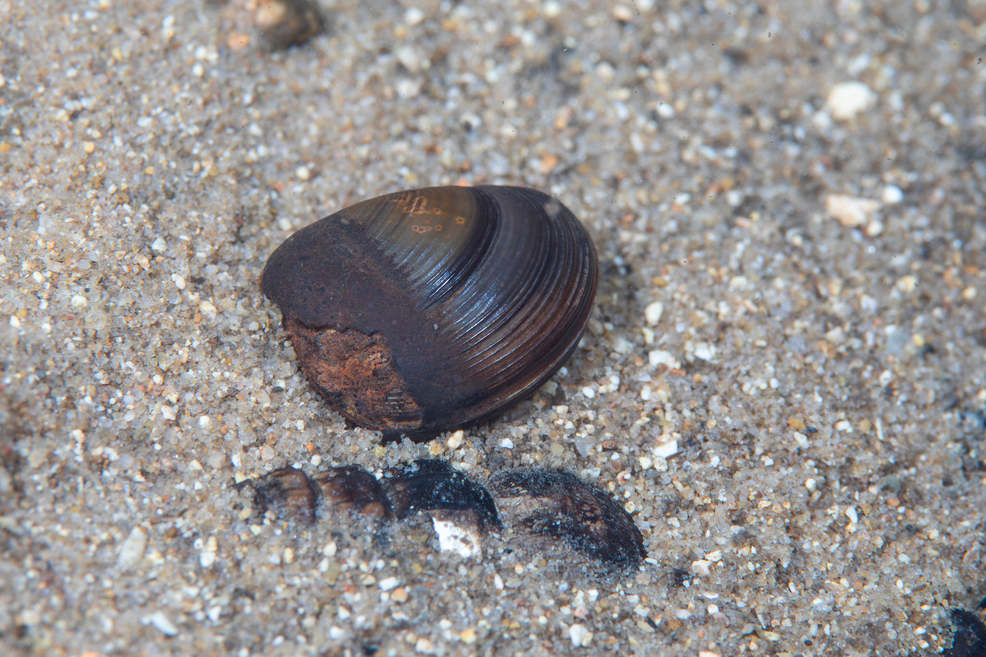 Unidentified Bivalve