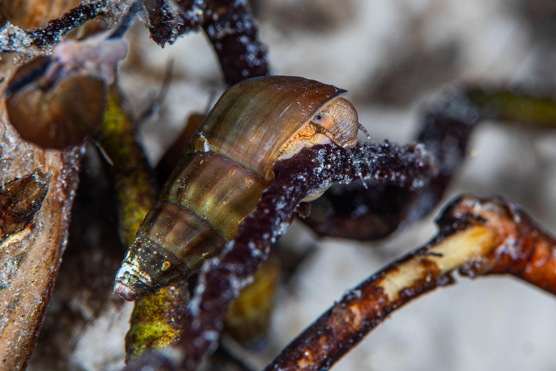Elimia sp.