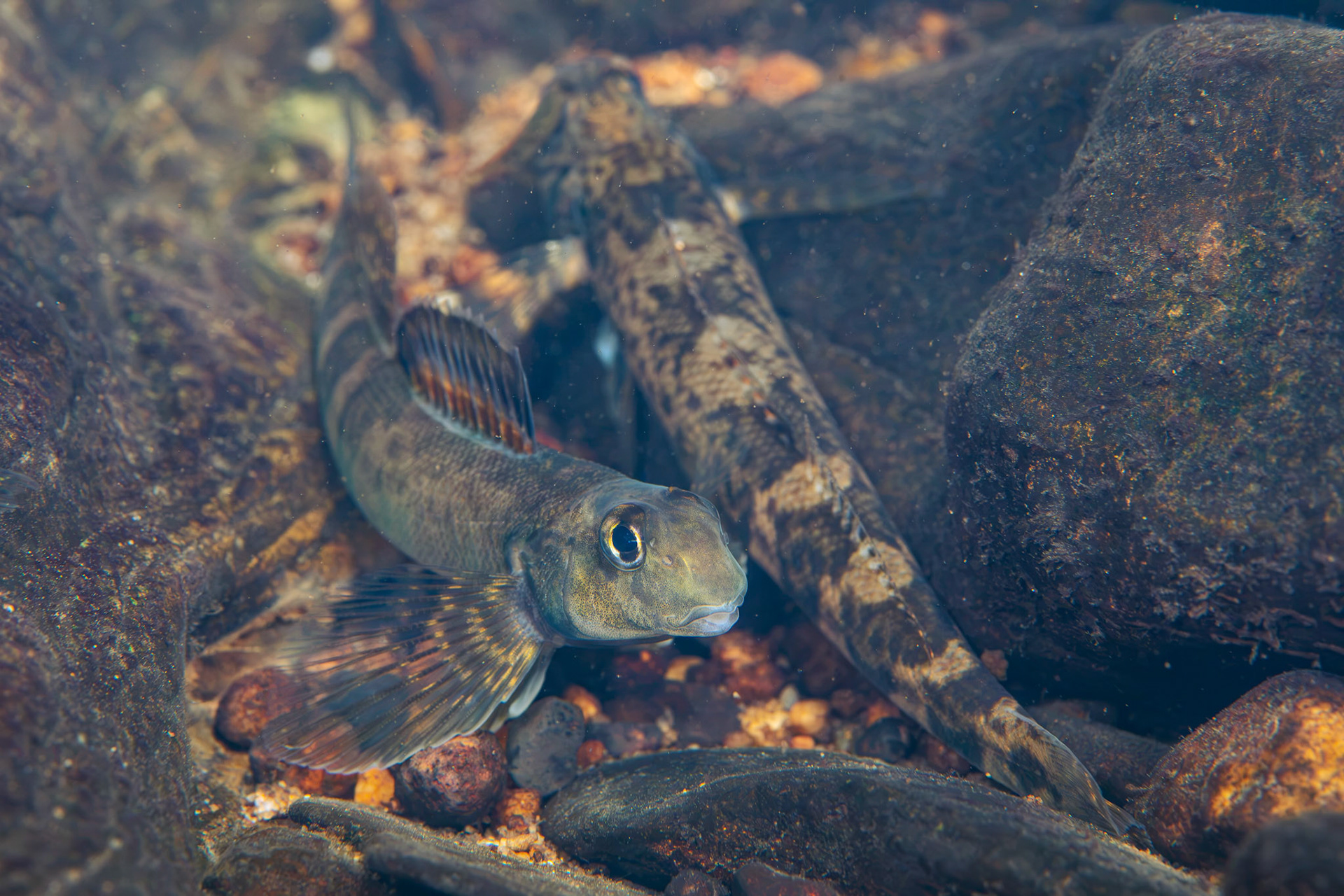 Greenside Darter