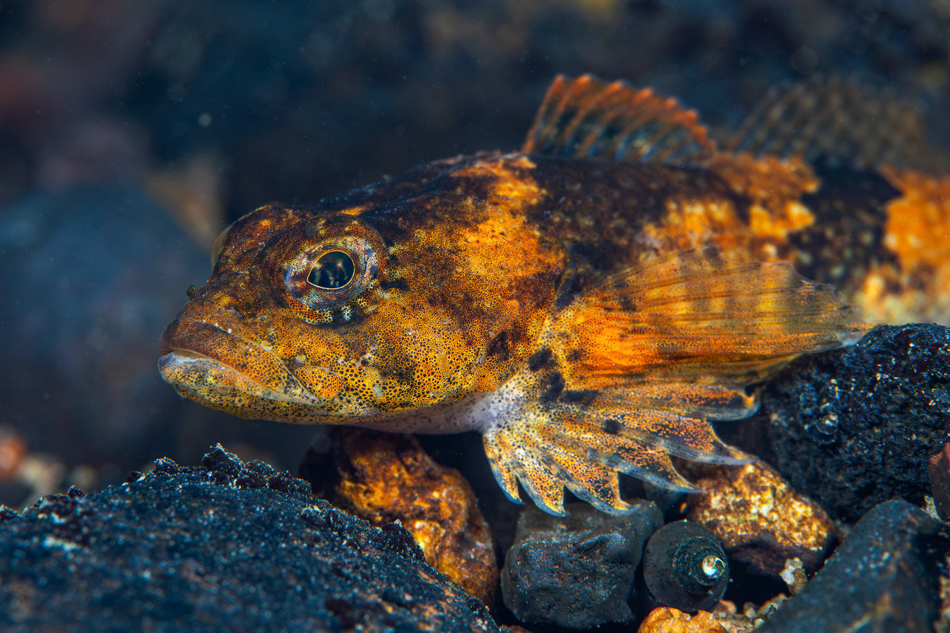 Banded Sculpin