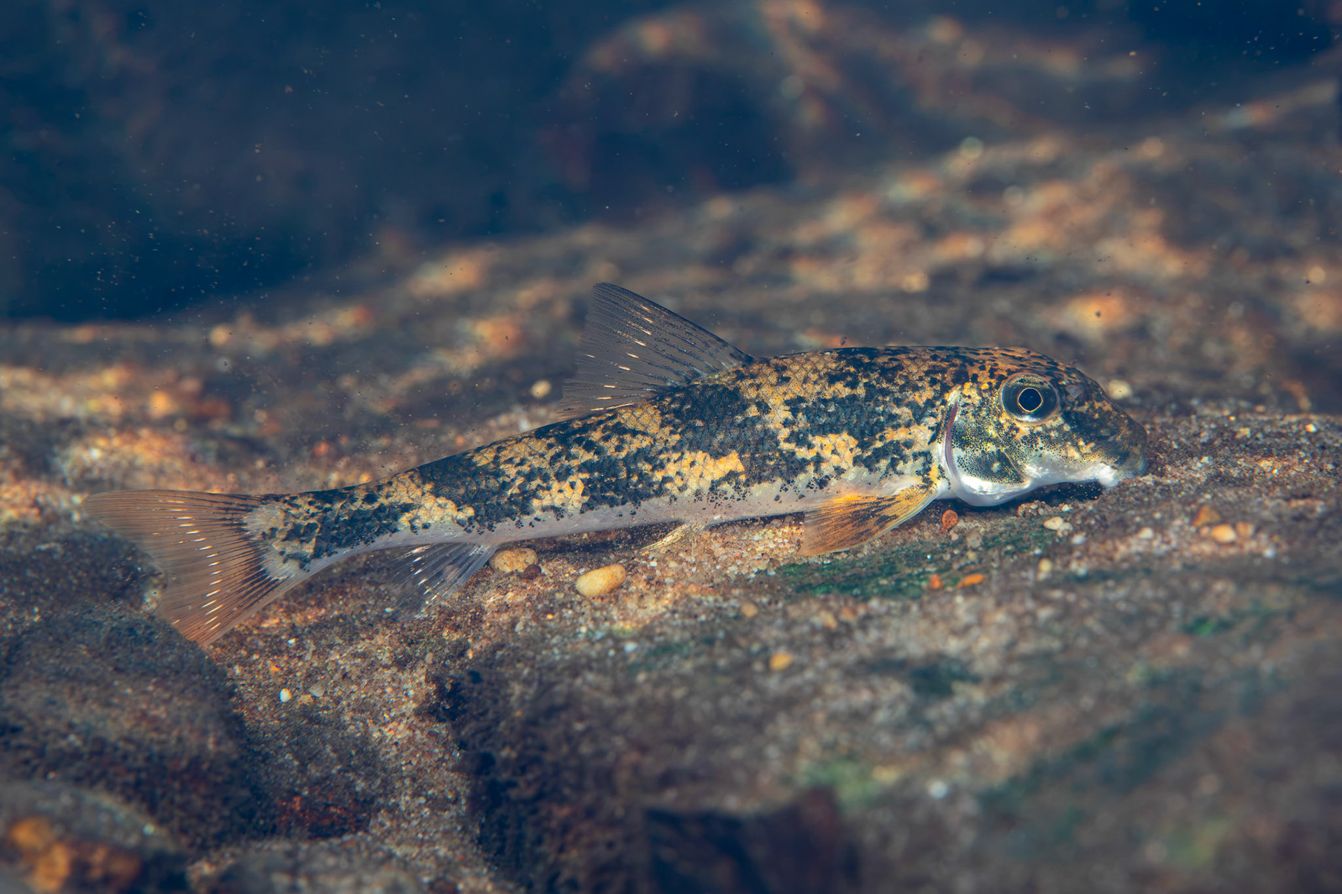 Northern Hogsucker