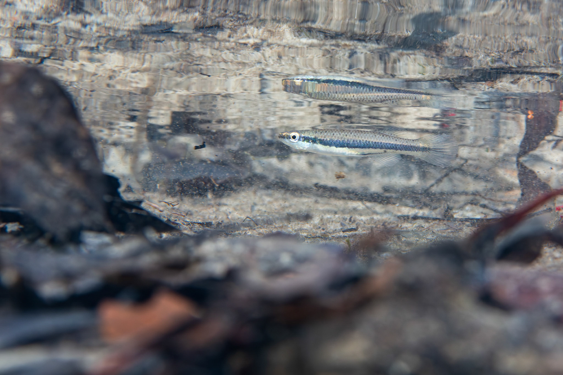 Blackspotted Topminnow
