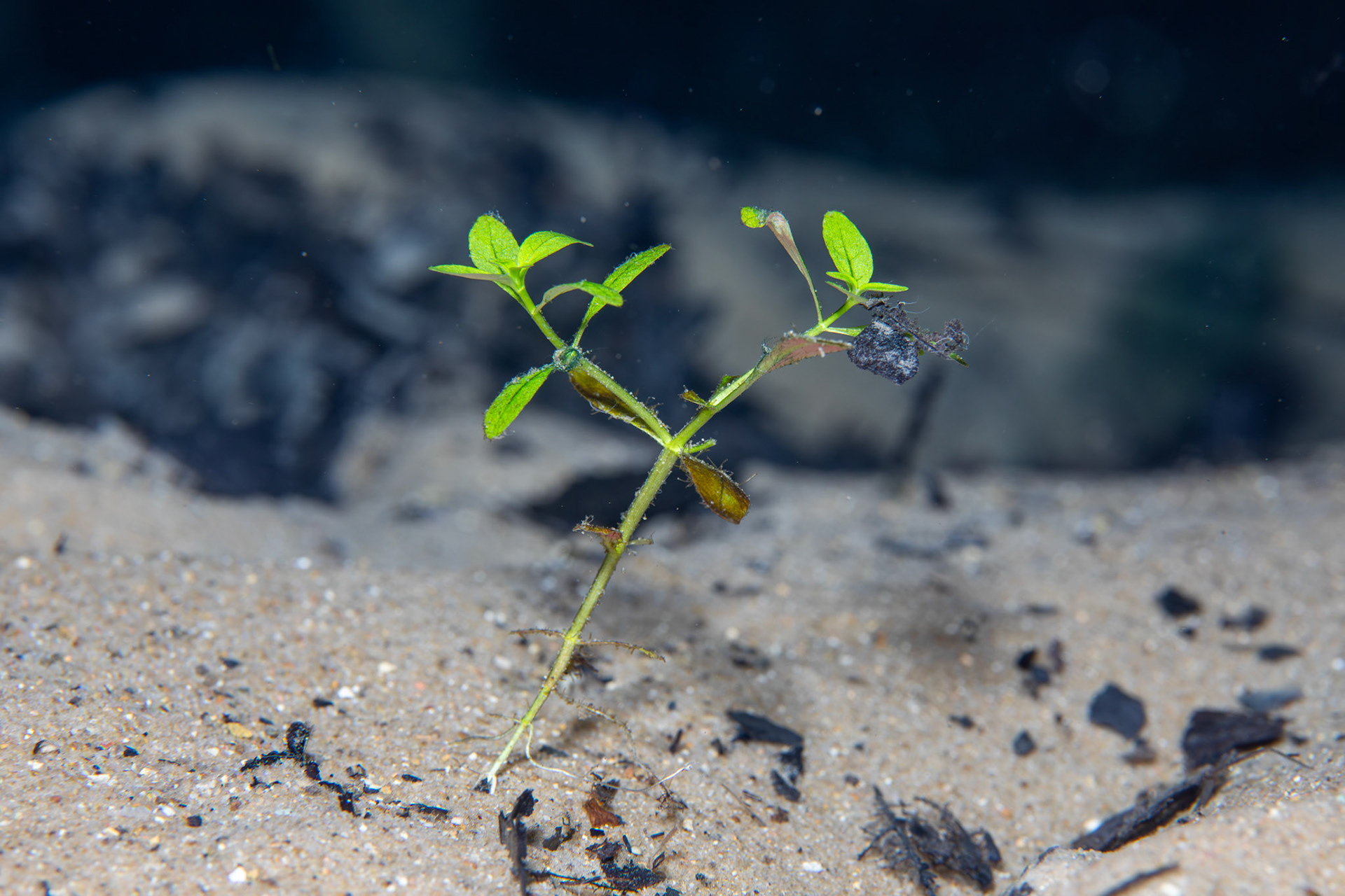 Aquatic Vegetation