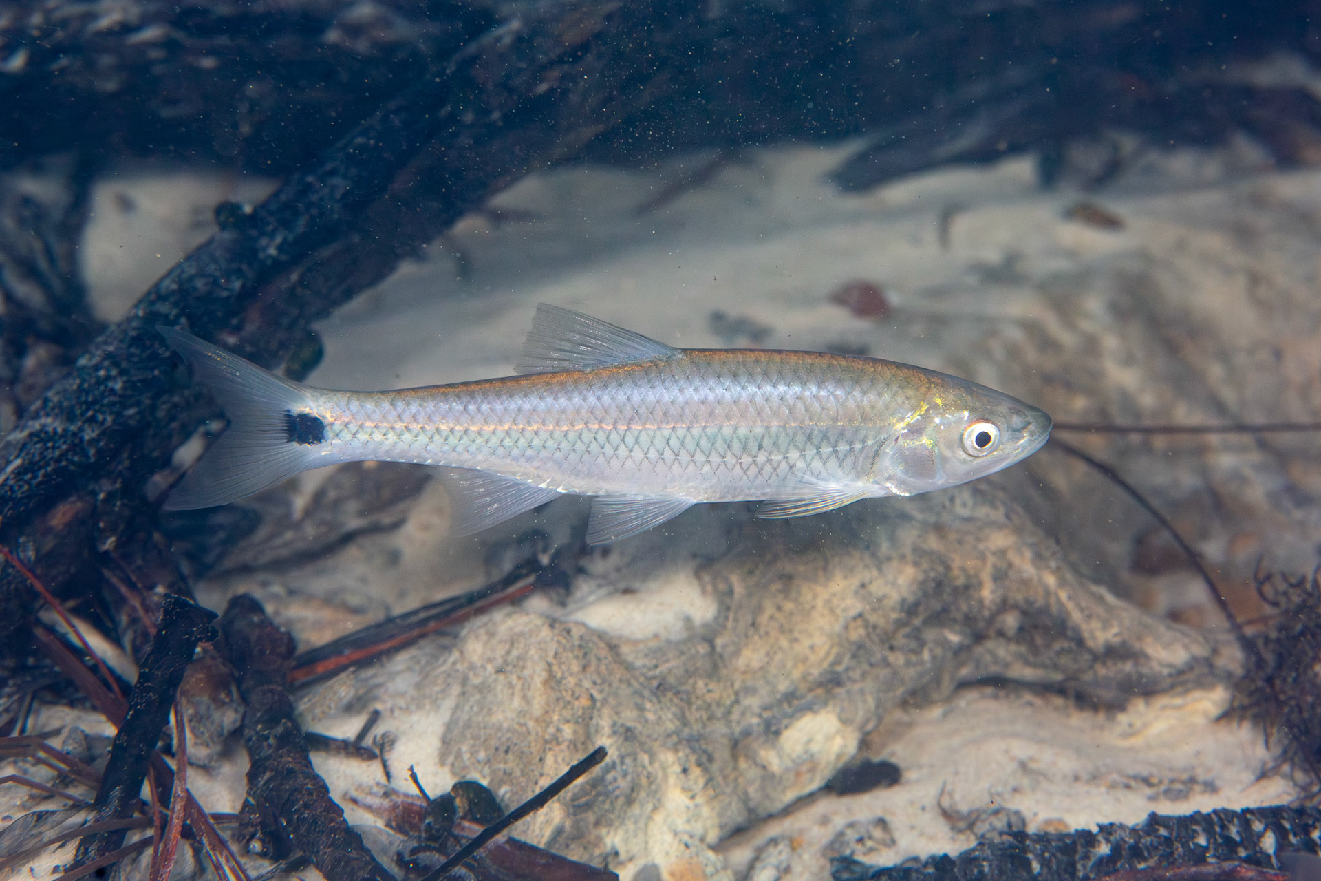 Apalachicola Blacktail Shiner