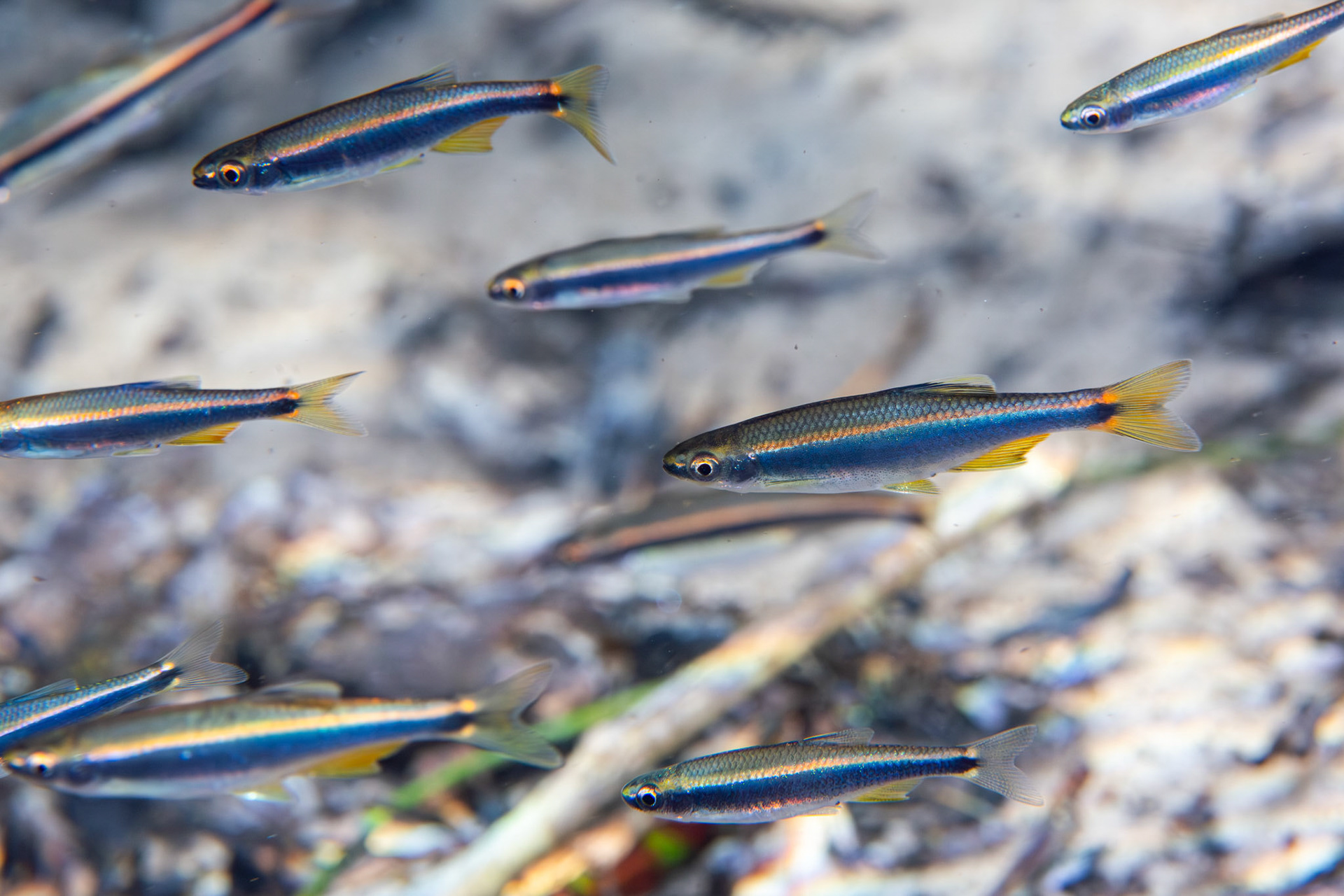 Sailfin Shiner