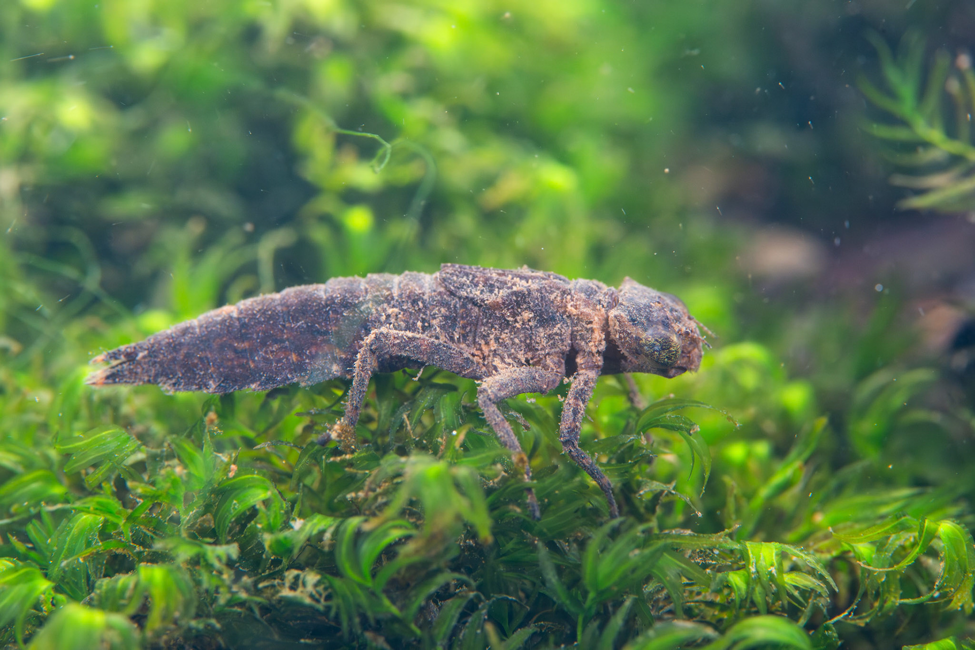 Fawn Darner (Boyeria vinosa)
