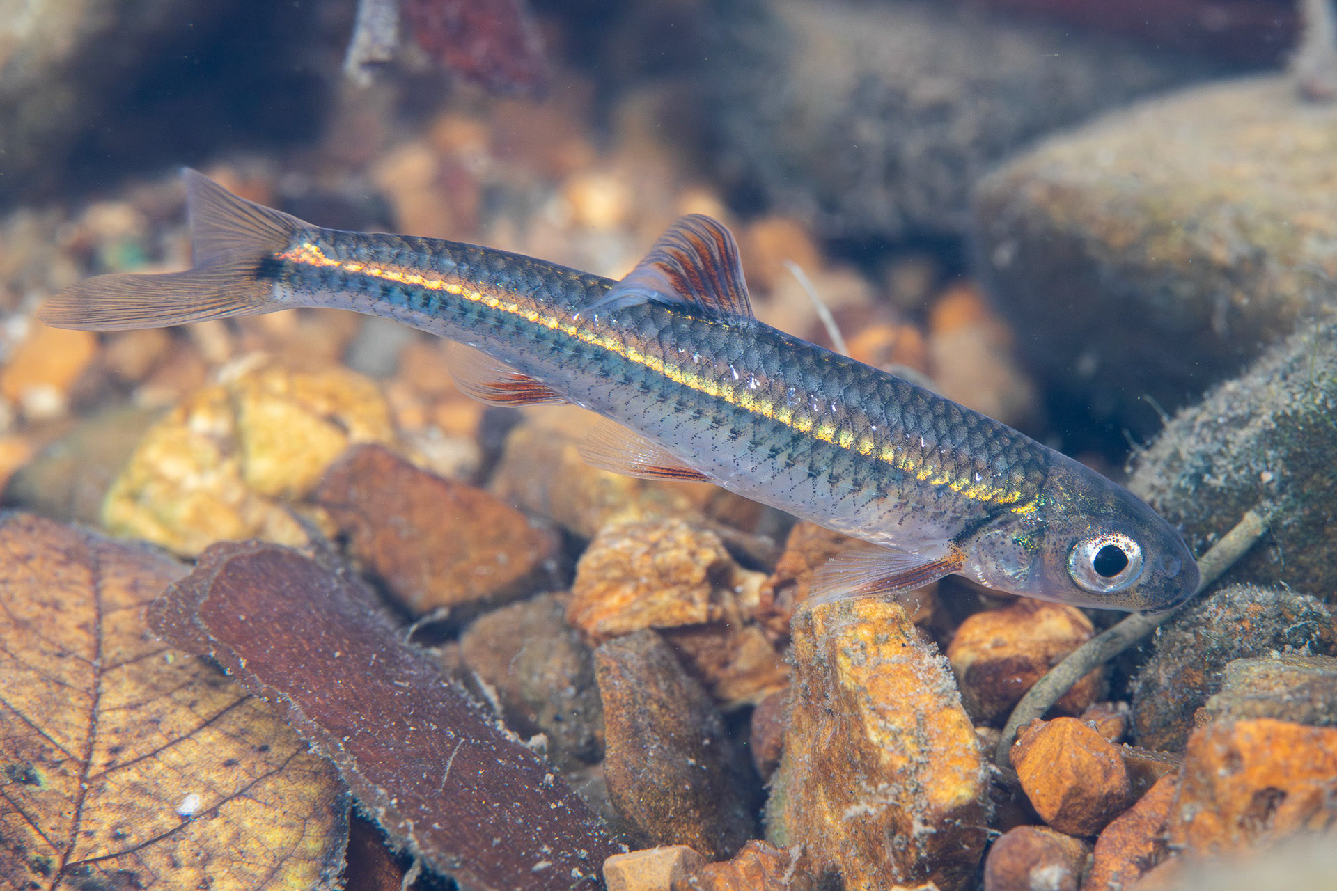 Mirror Shiner