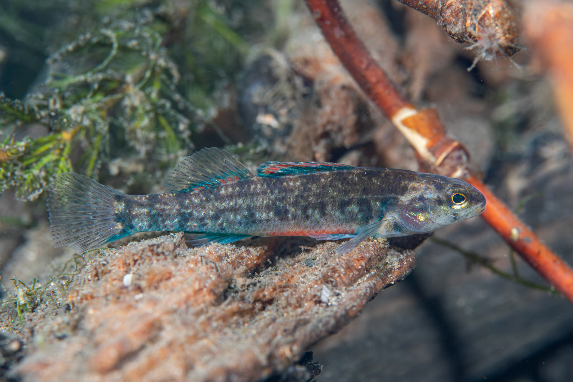 Watercress Darter