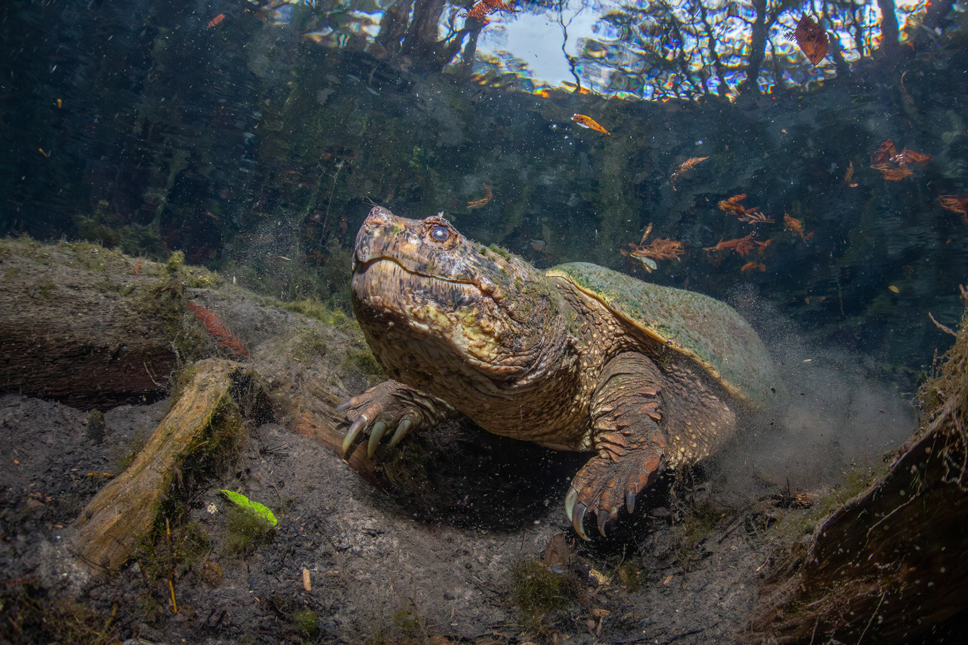Common Snapping Turtle