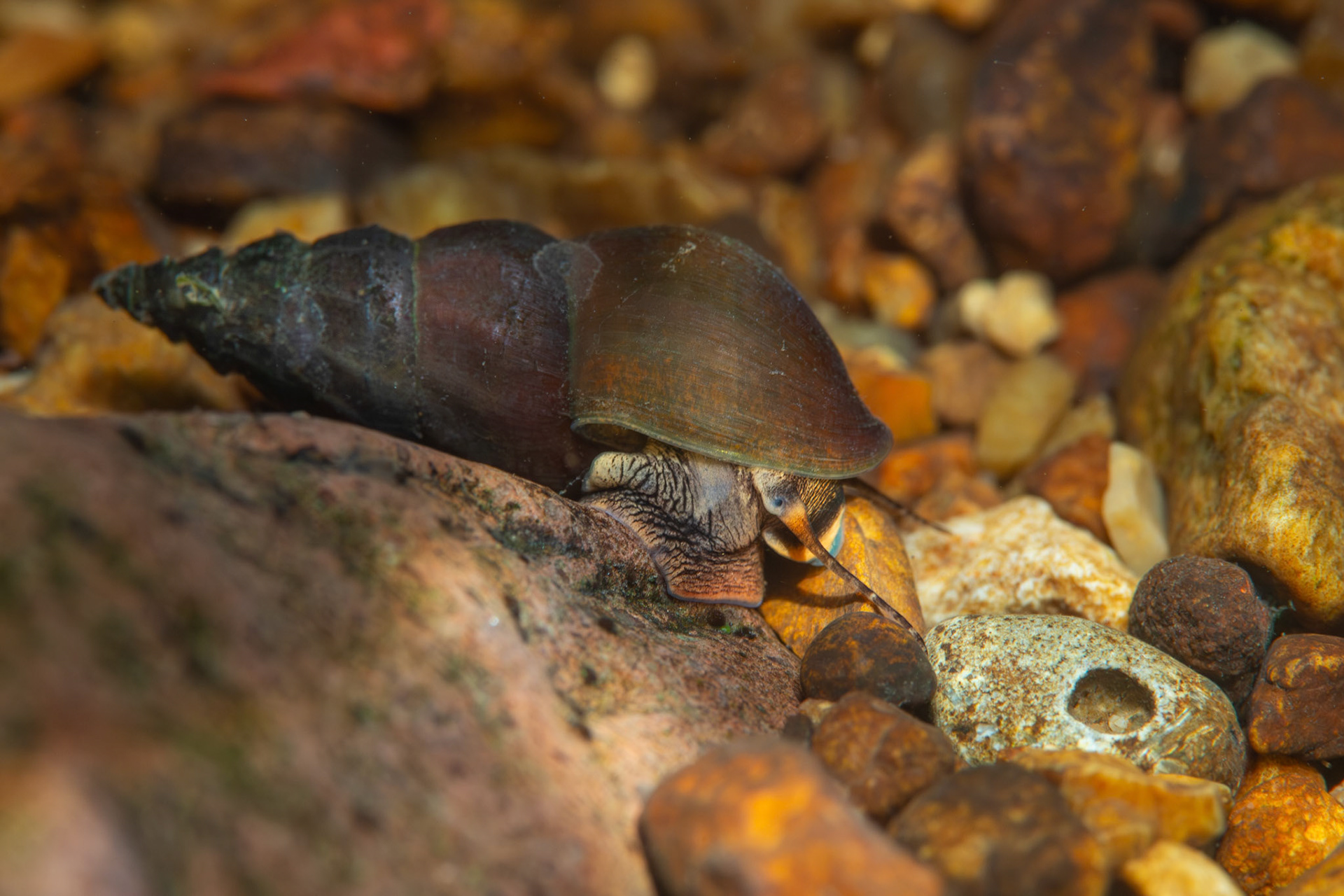 Elimia sp.