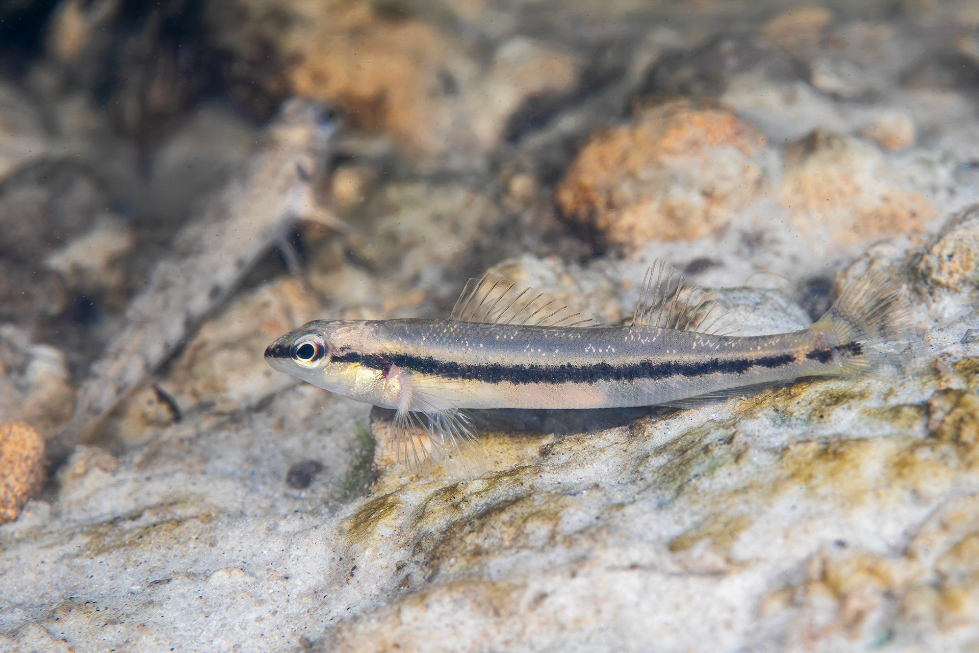 Blackbanded Darter