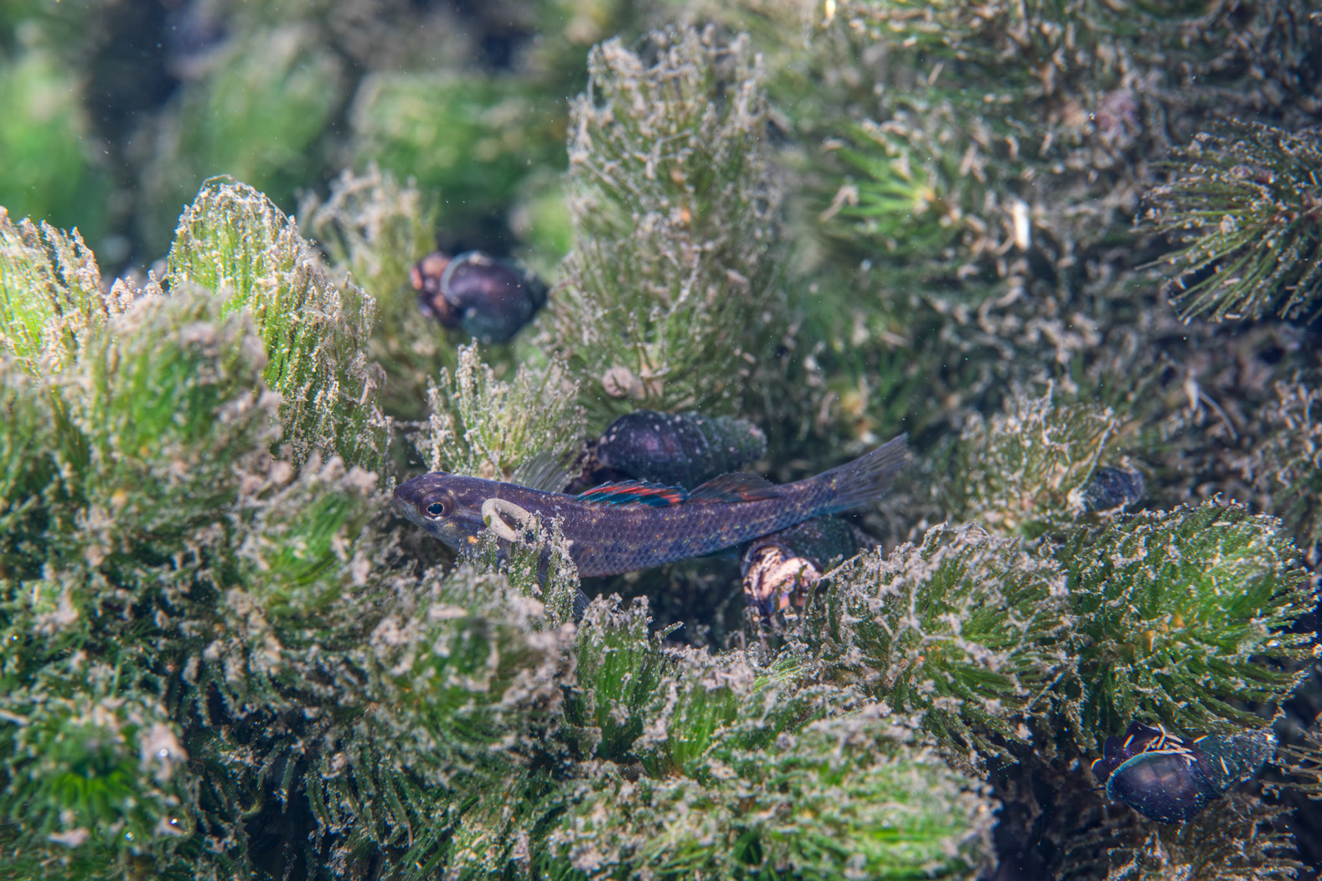 Watercress Darter