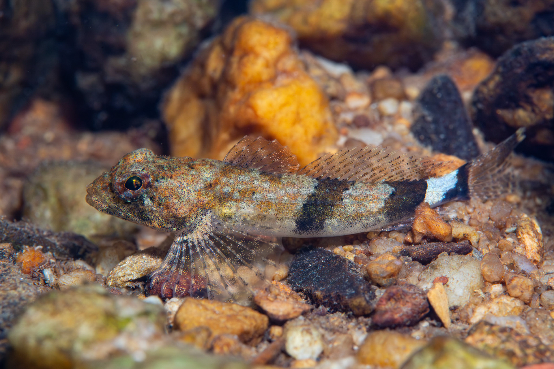Banded Sculpin