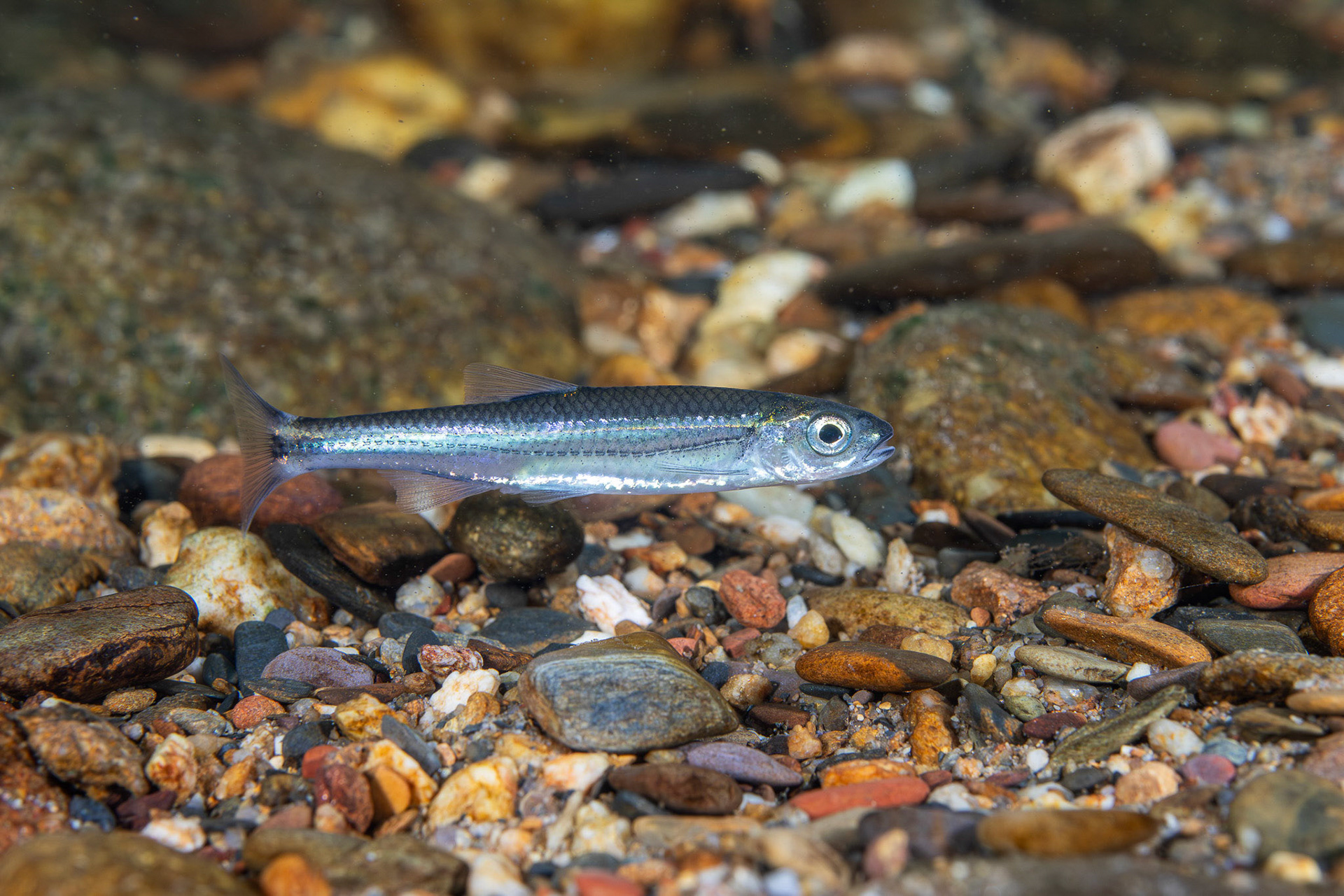 Tennessee Shiner