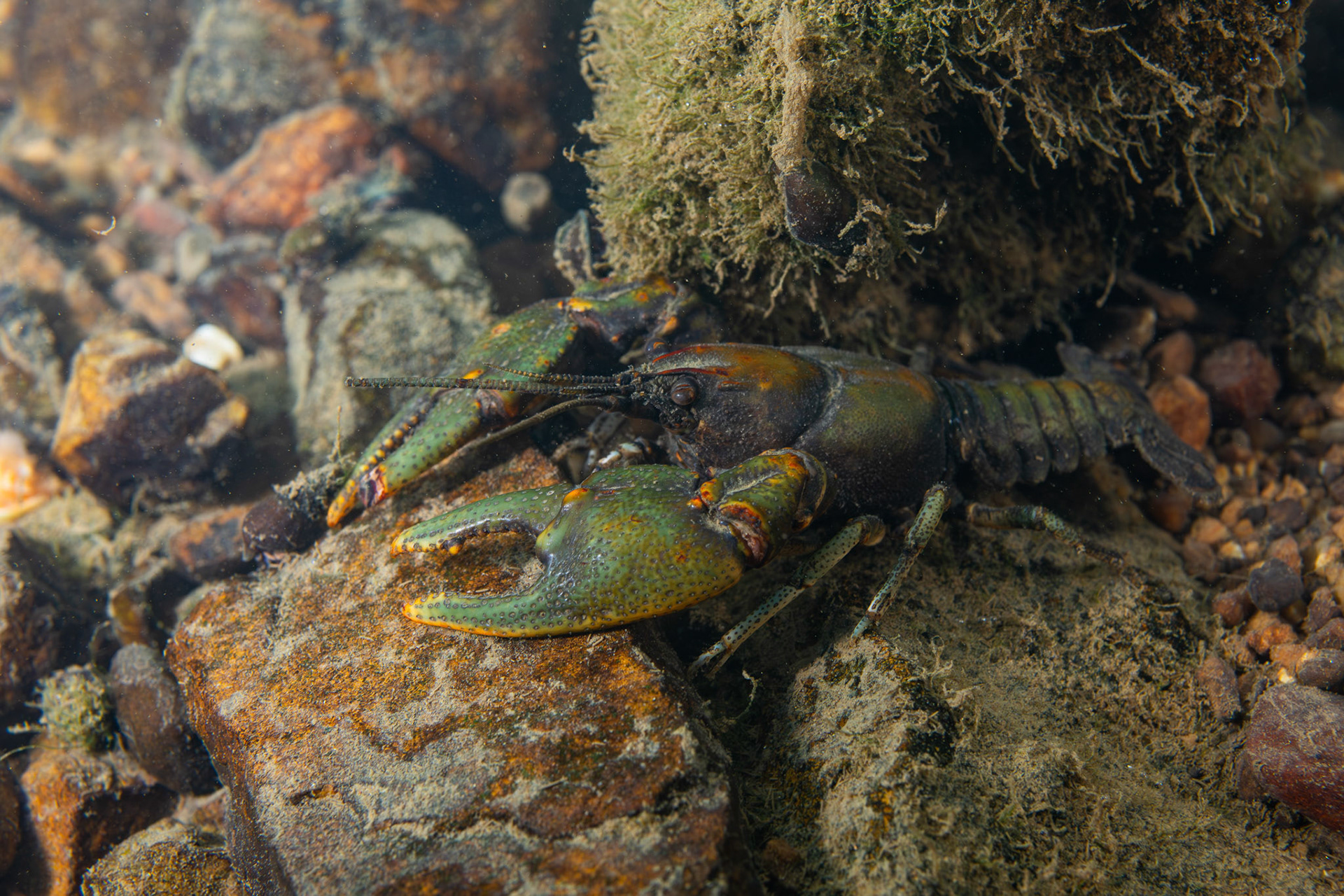 Greensaddle Crayfish