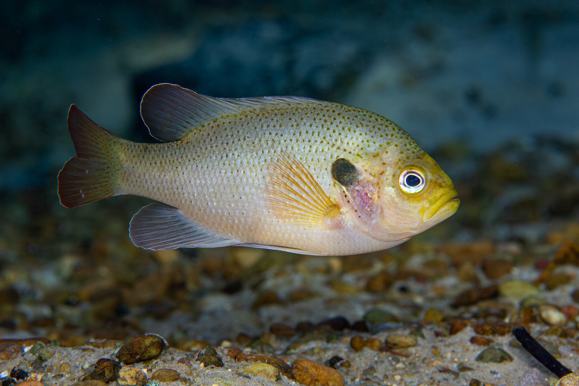 Spotted Sunfish