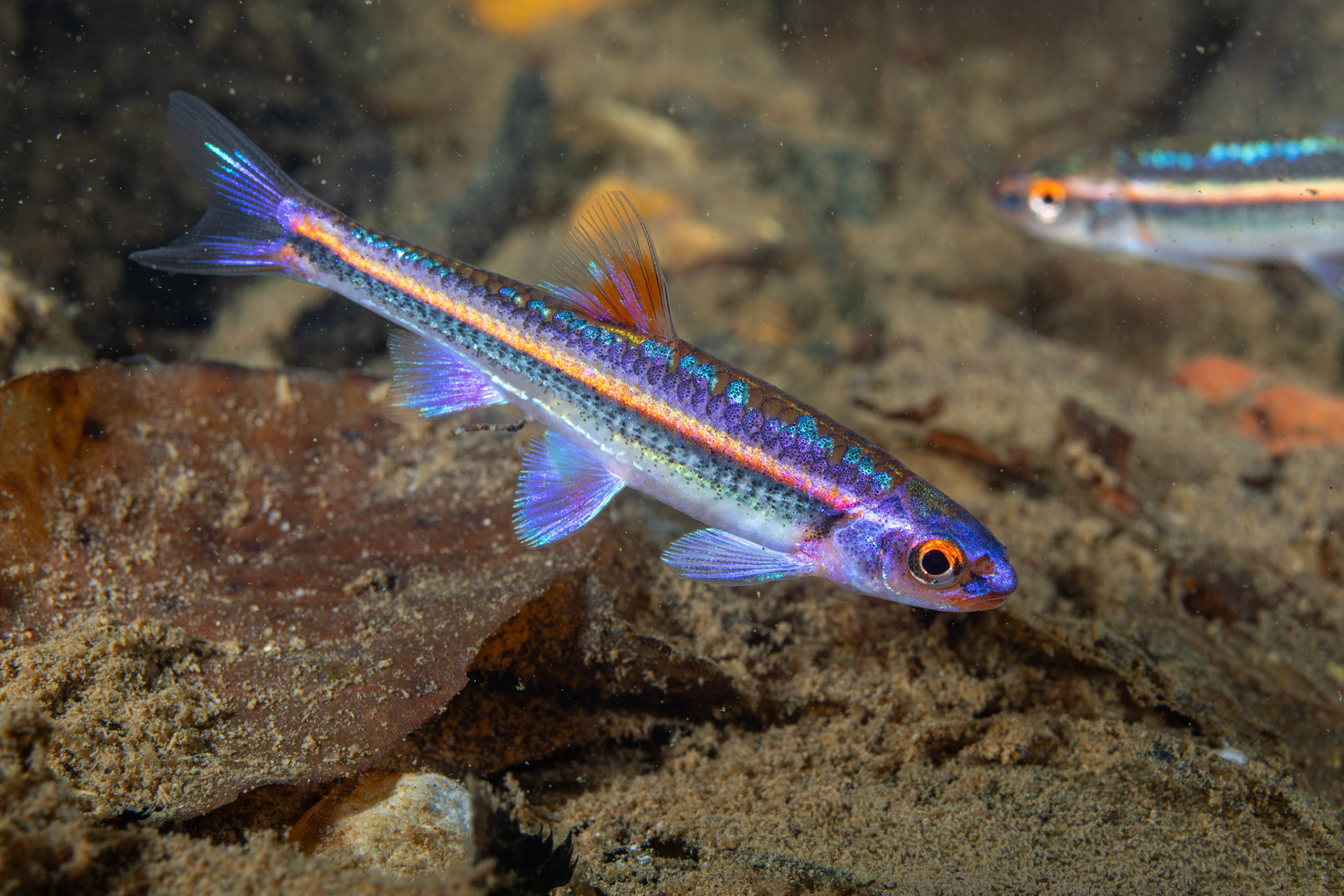 Rainbow Shiner