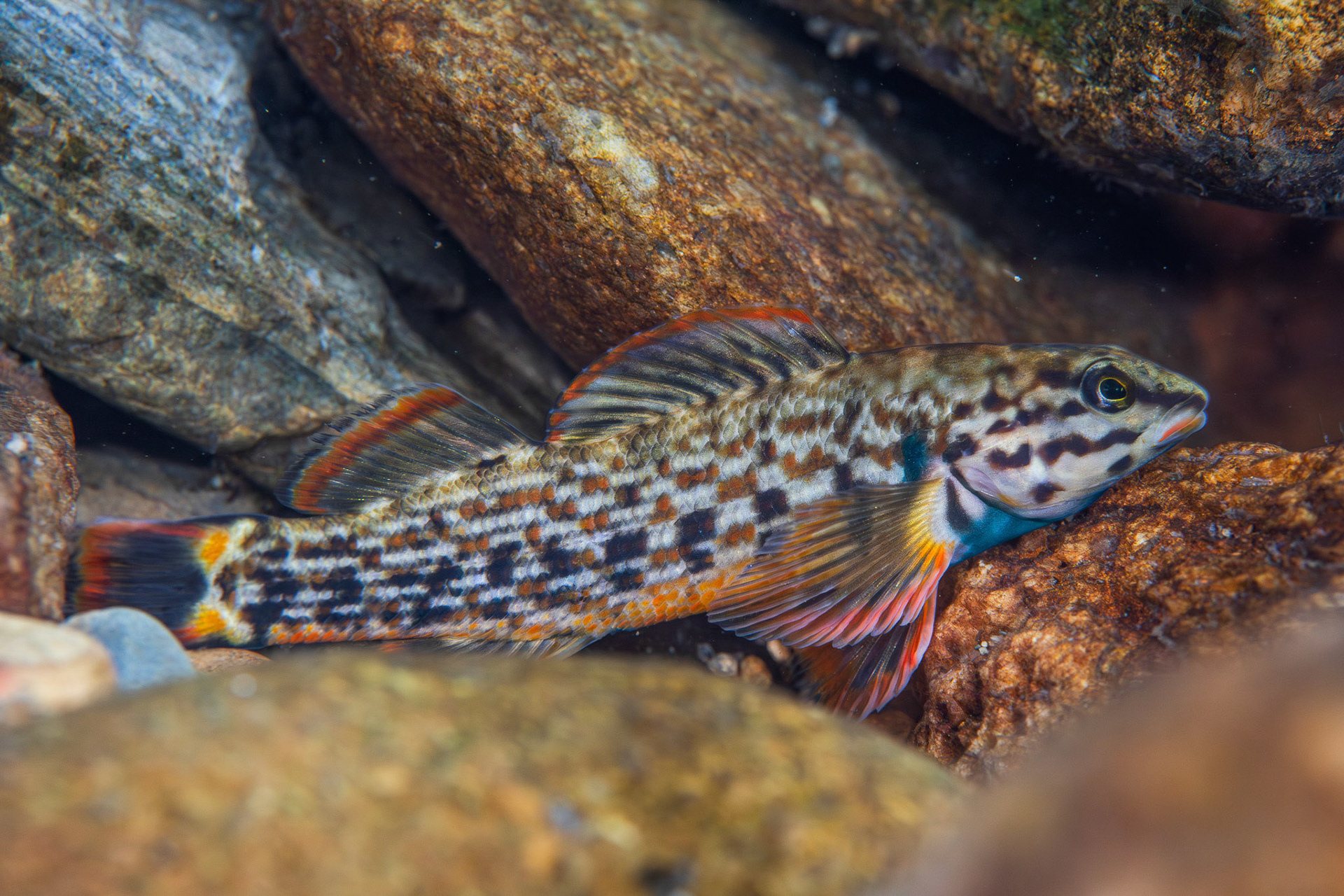Redline Darter