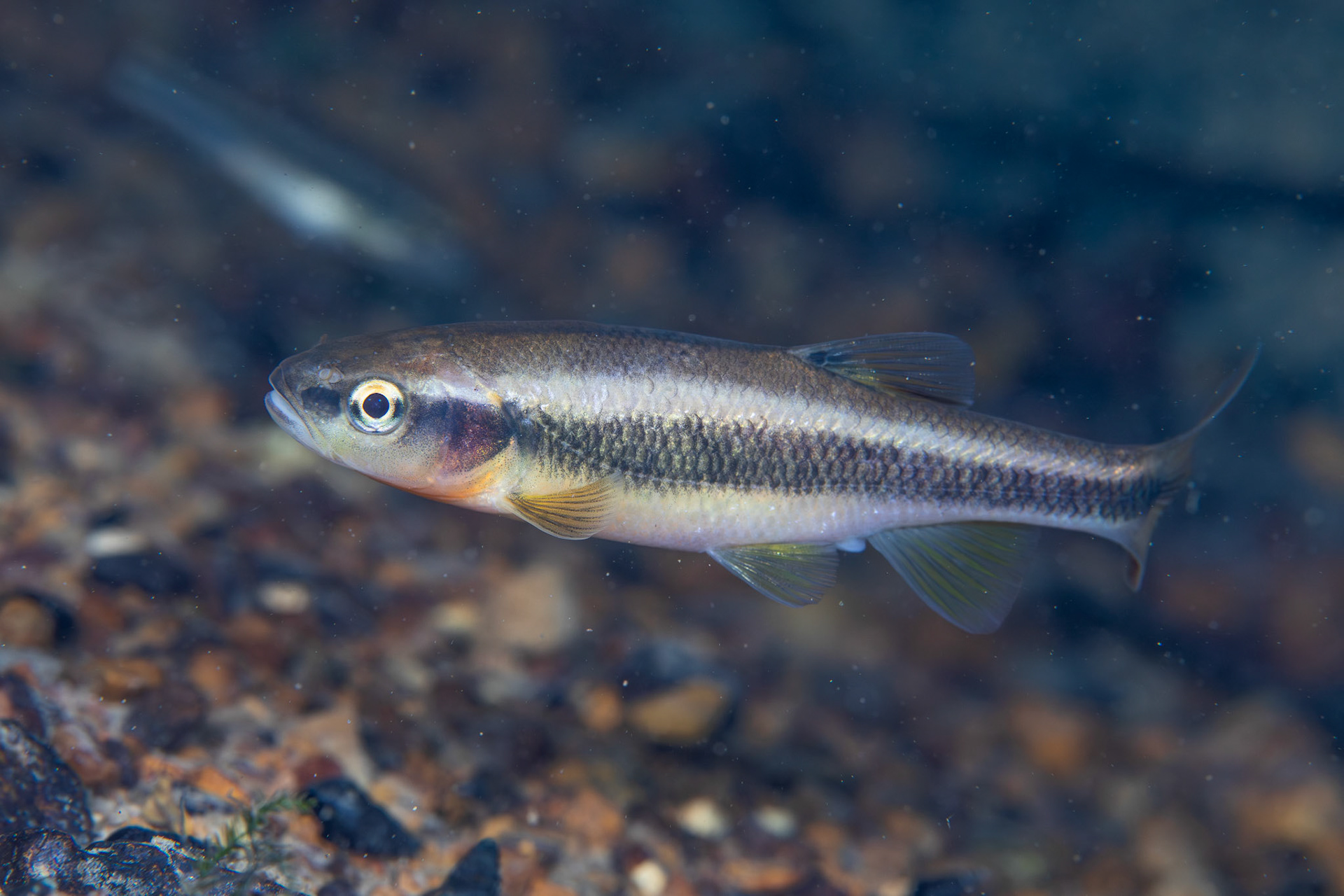 Bluehead Chub