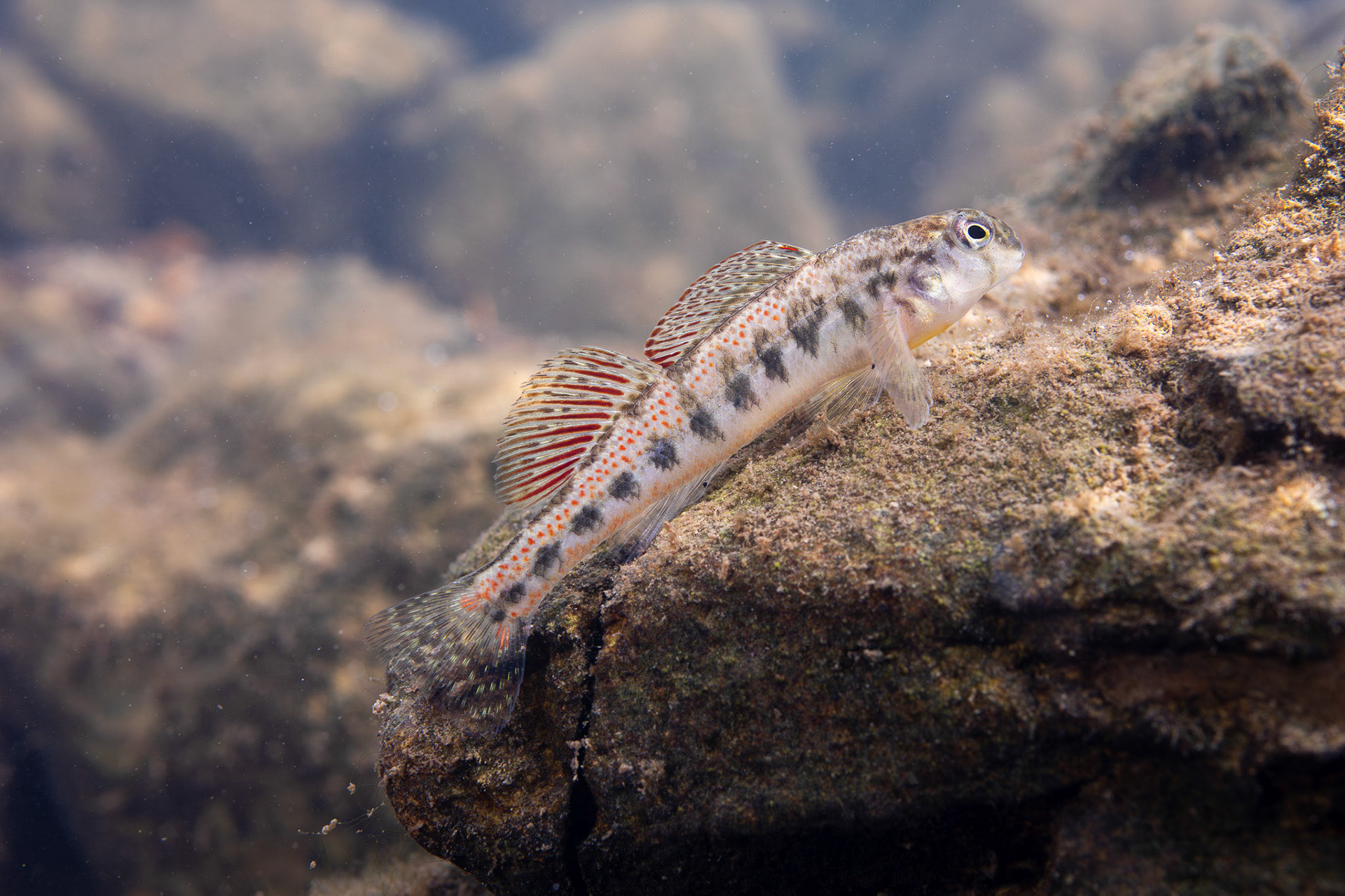 Tennessee Snubnose Darter
