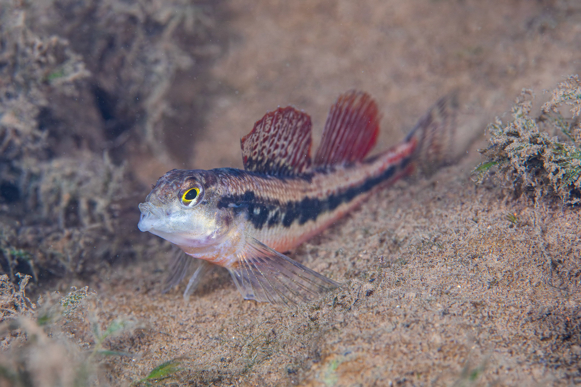 Blackside Snubnose Darter