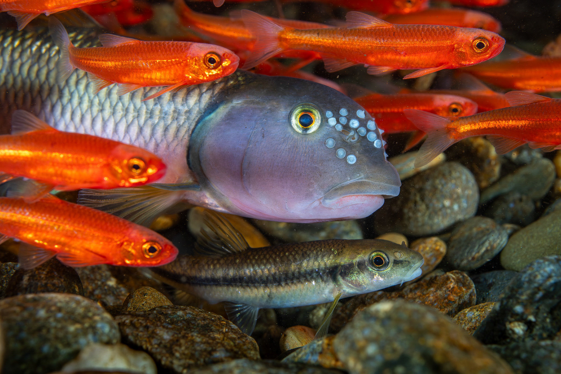 River Chubs and Tennessee Shiner