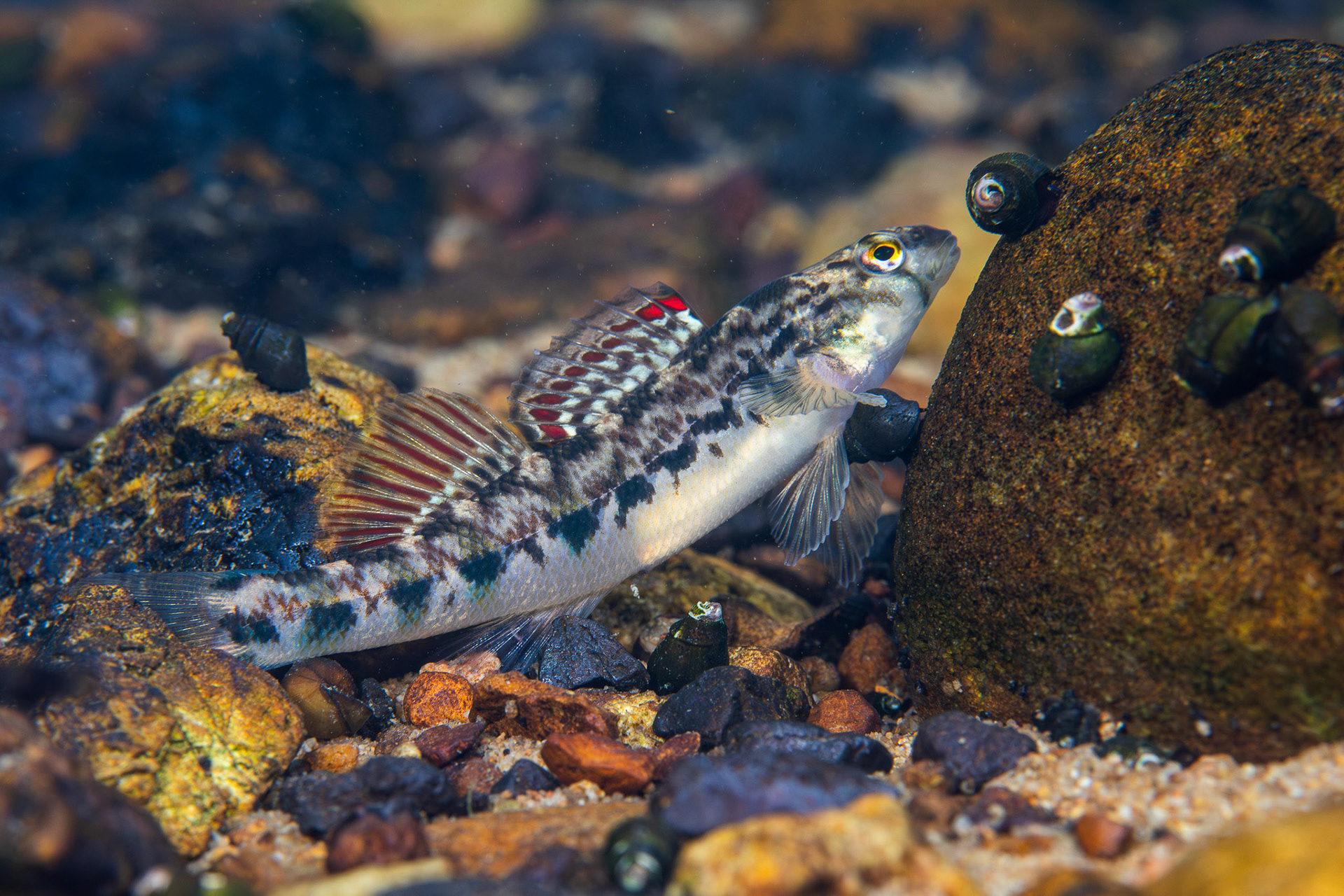 Coosa Darter