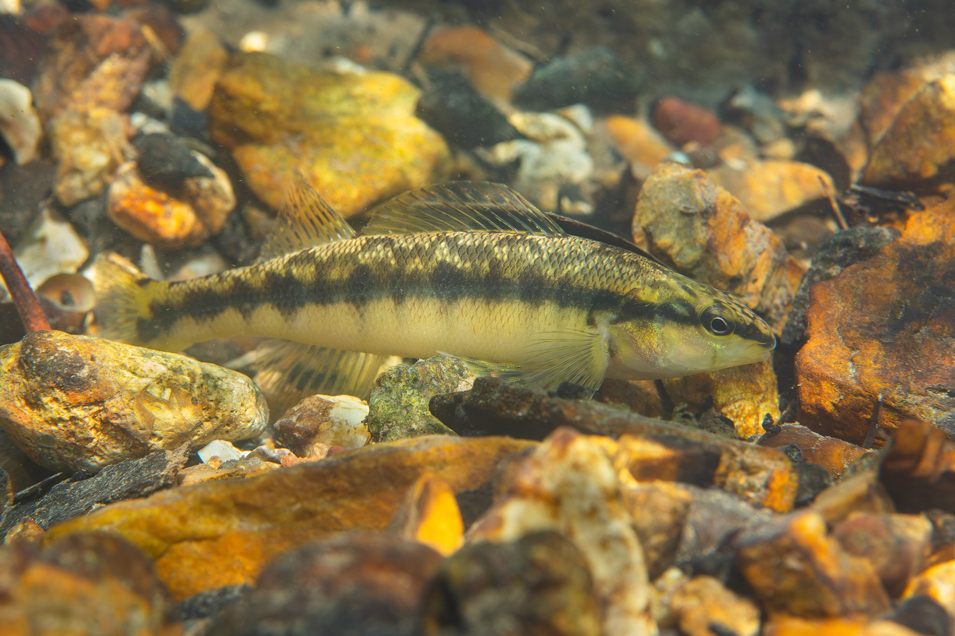 Blackbanded Darter (Percina nigrofasciata)