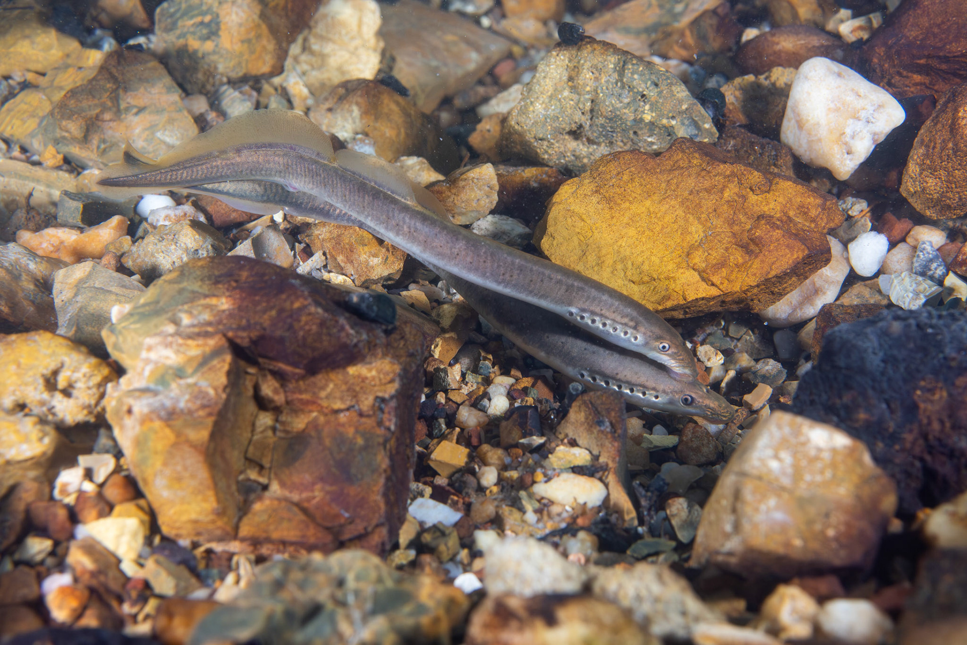 Least Brook Lamprey (Lampetra aepyptera)