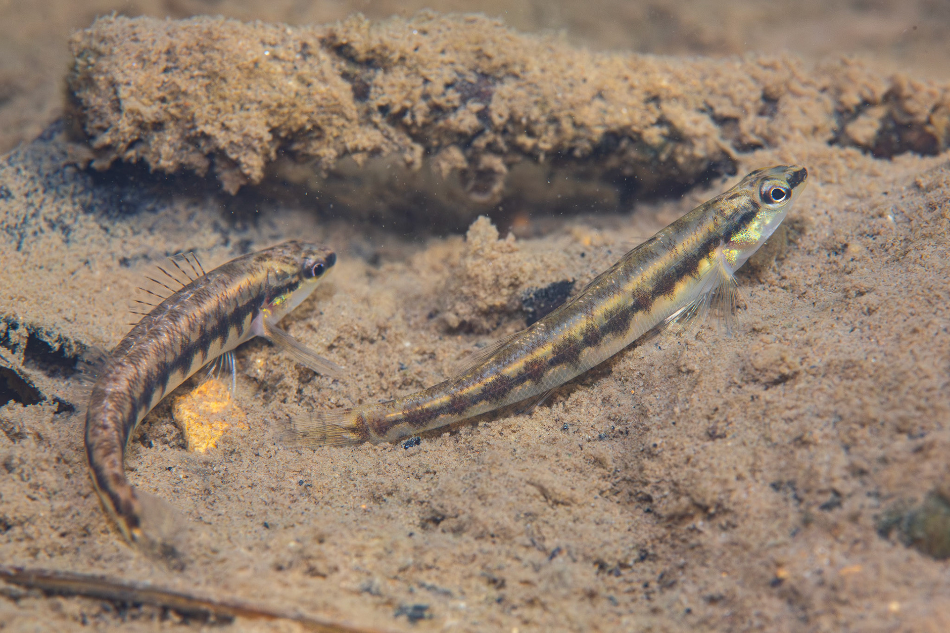Blackbanded Darter