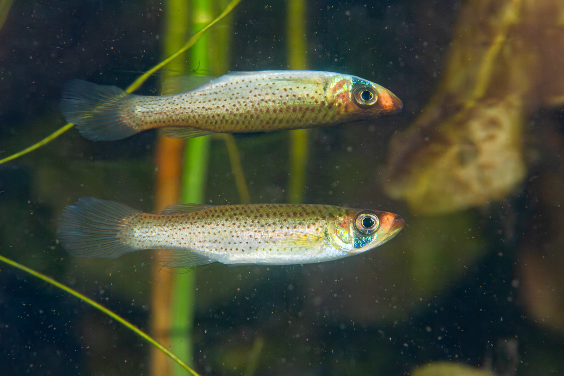 Russetfin Topminnow (Fundulus escambiae)