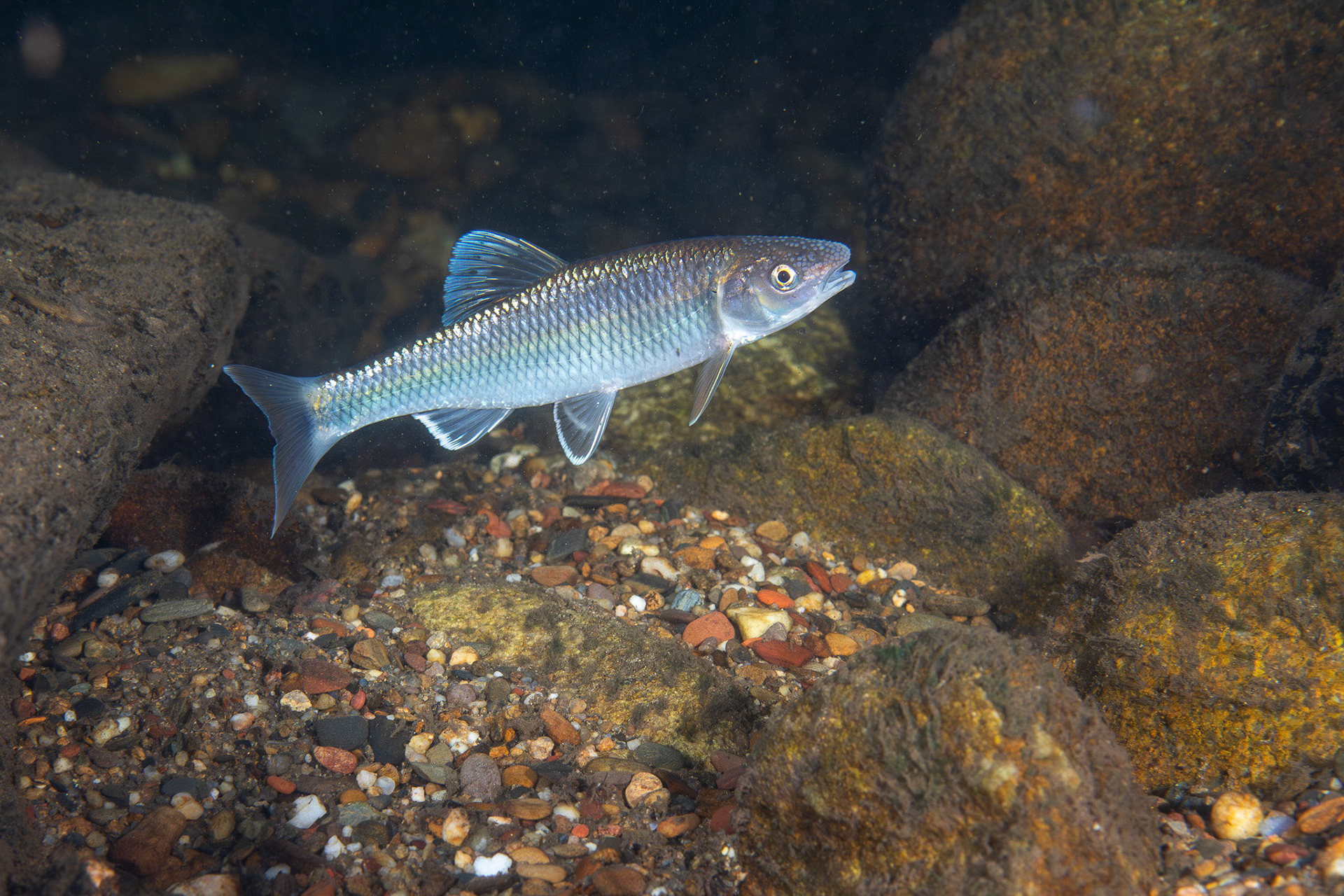 Whitetail Shiner