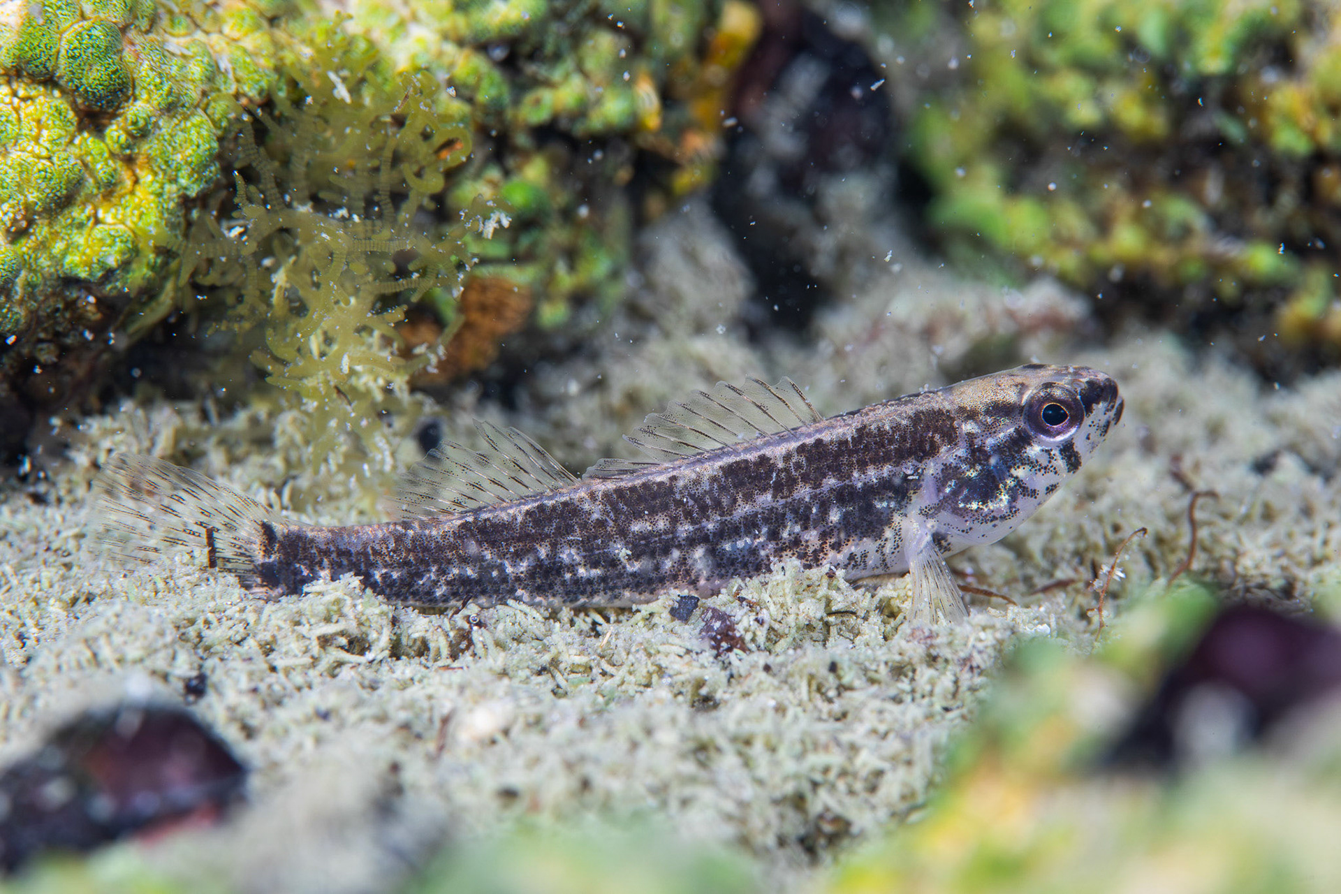 Coldwater Darter