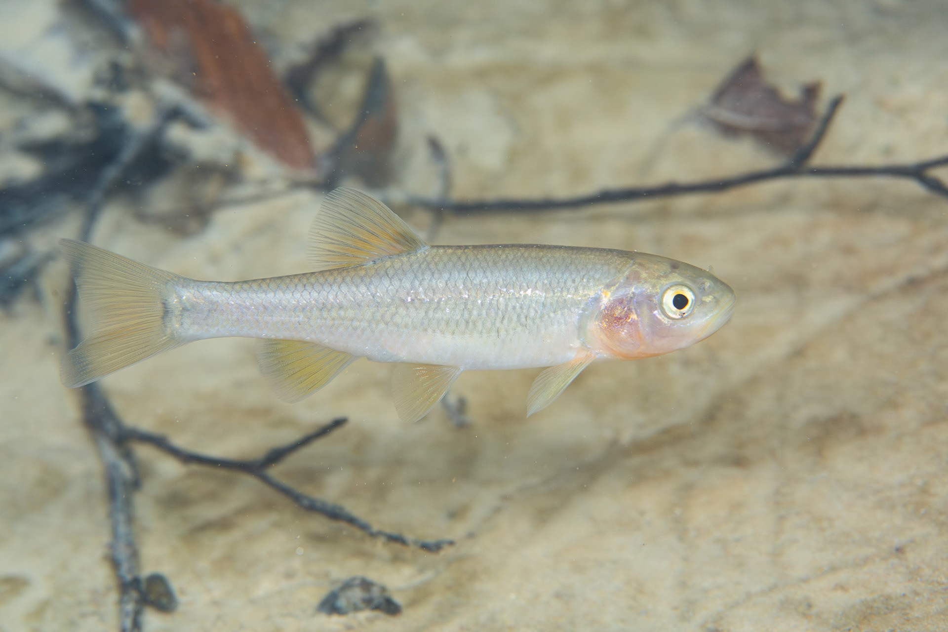 Dixie Chub