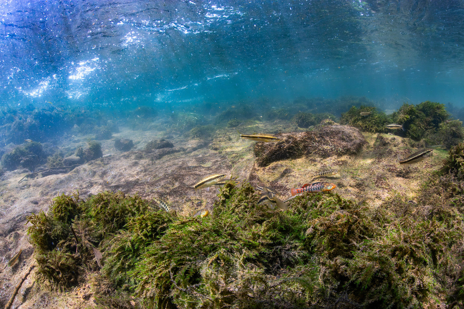 Rainbow Darter, Tennesee Snubose and Blacksided Snubnose Darters, and Western Blacknose Dace
