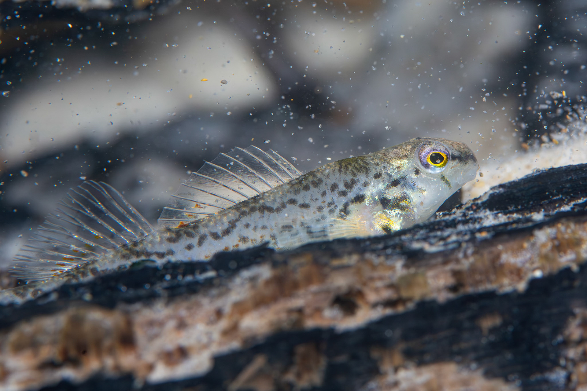 Coastal Darter