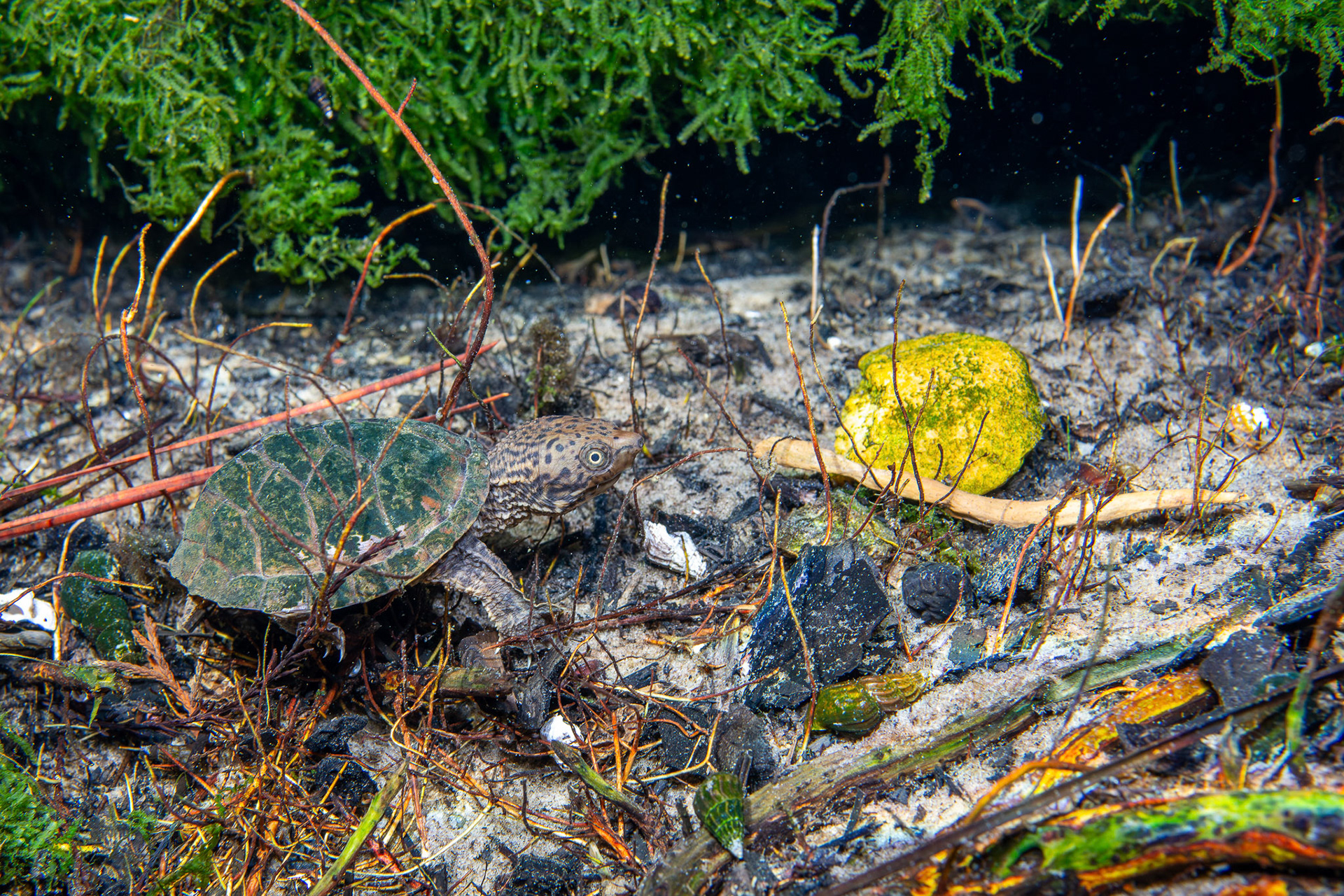 Intermediate Musk Turtle