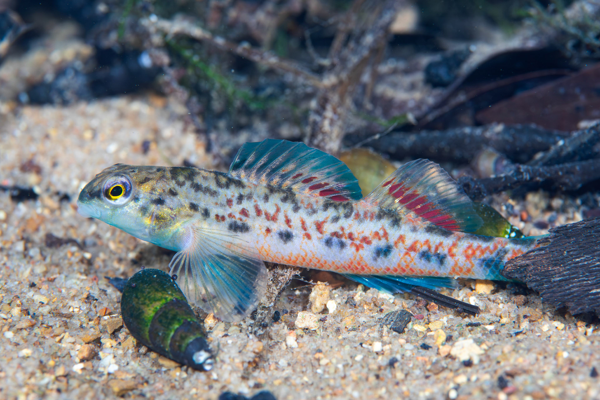 Tombigbee Darter