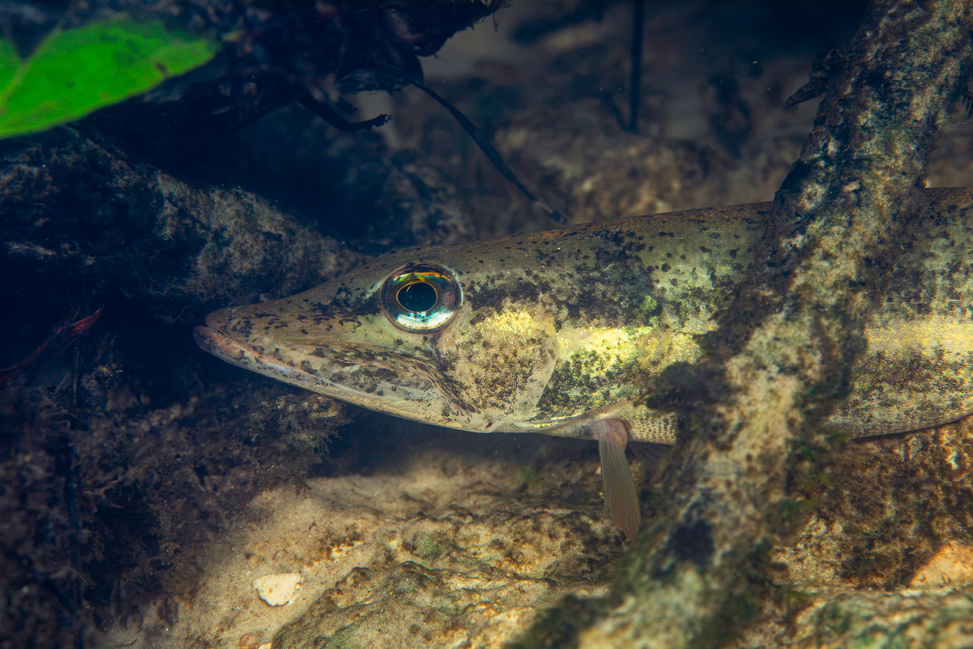 American Pickerel