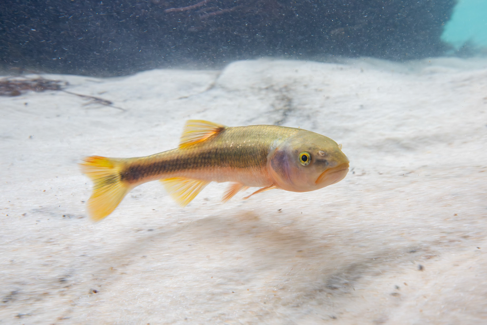 Dixie Chub