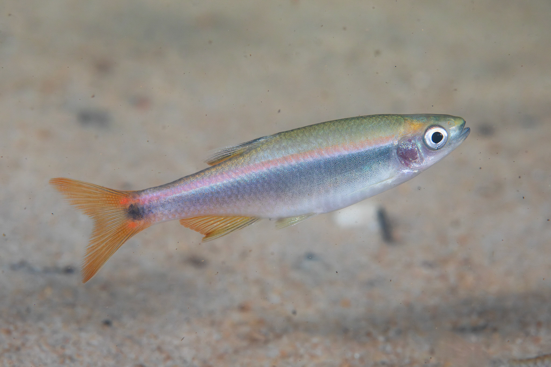 Broadstripe Shiner
