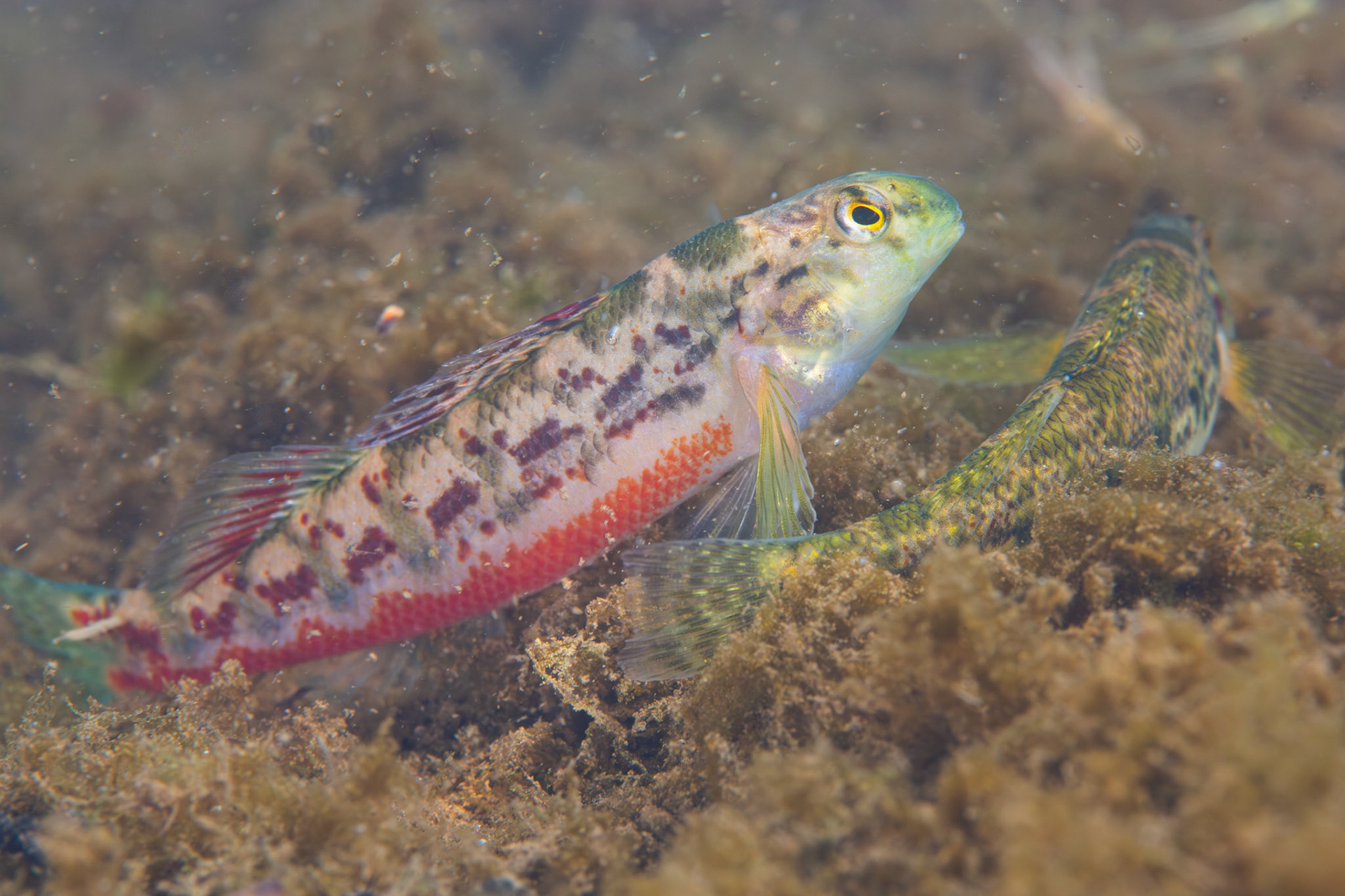 Vermilion darter (Etheostoma chermocki)