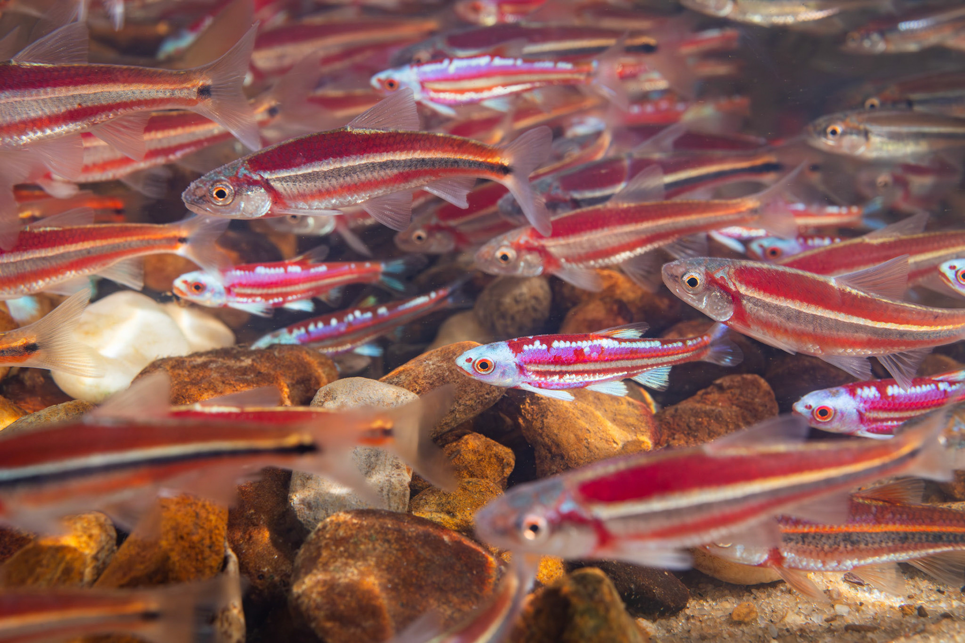 Rough Shiner and Rainbow Shiner