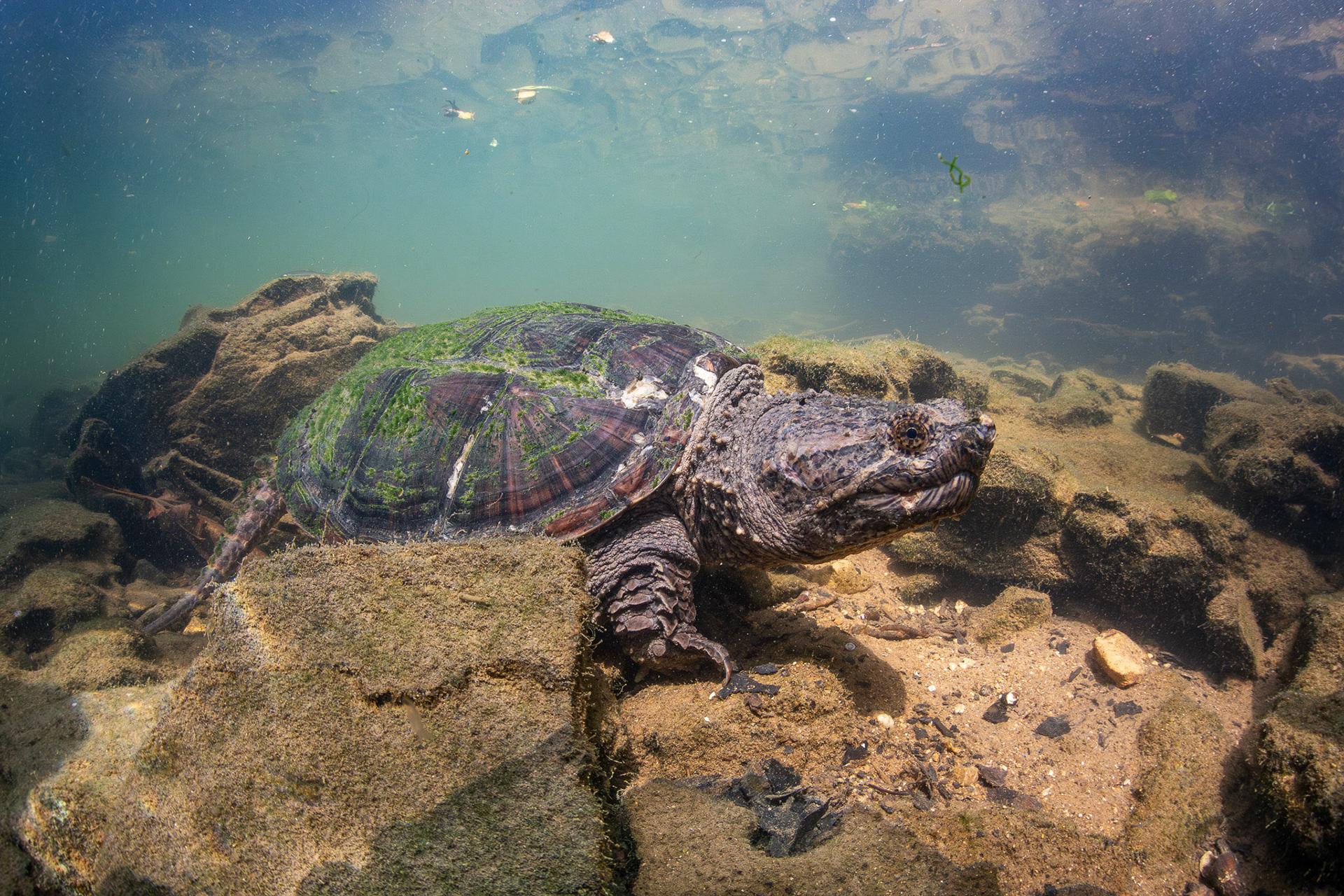 Common Snapping Turtle