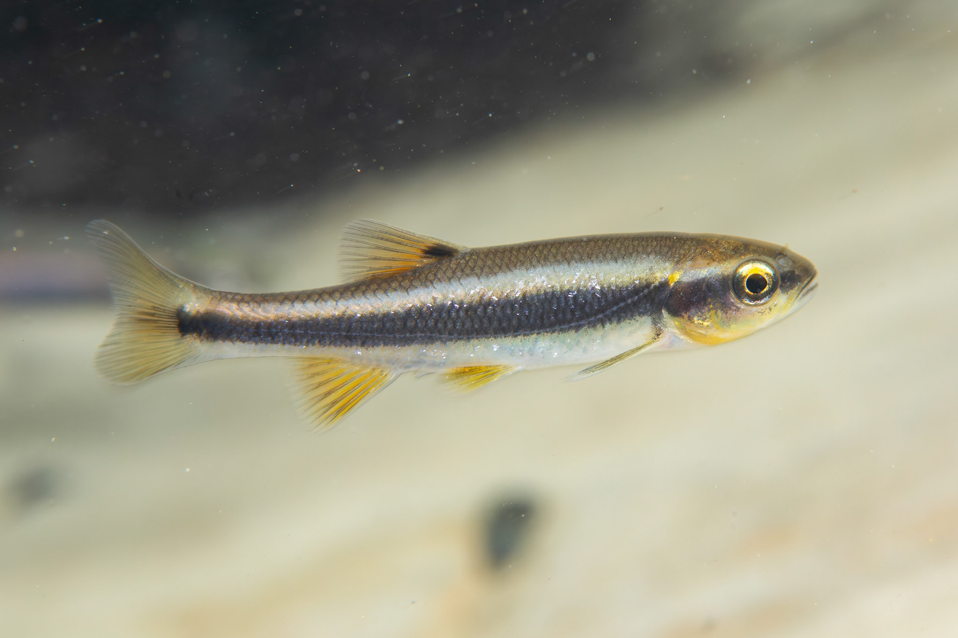 Dixie Chub