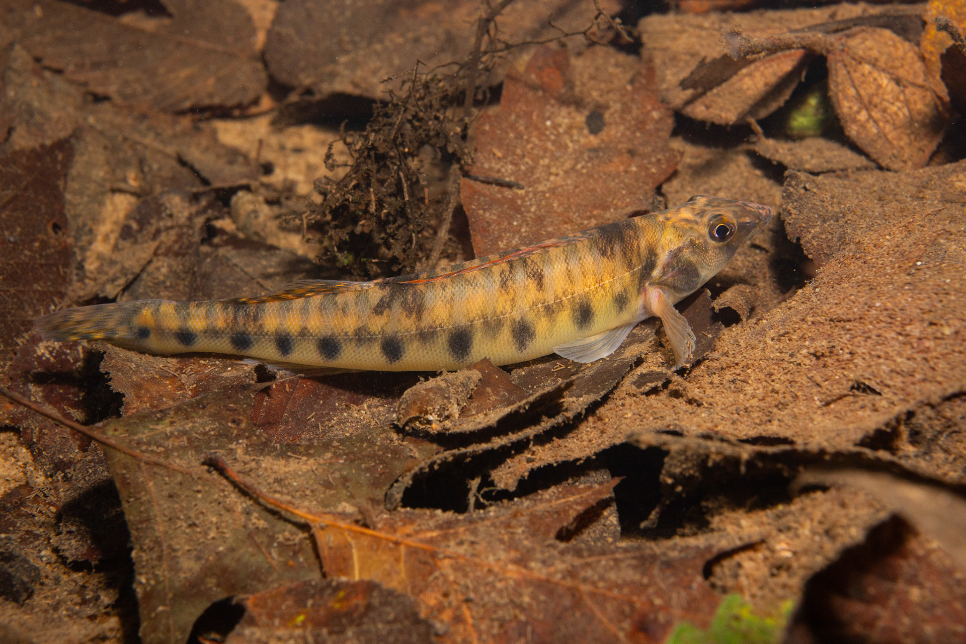 Mobile Logperch