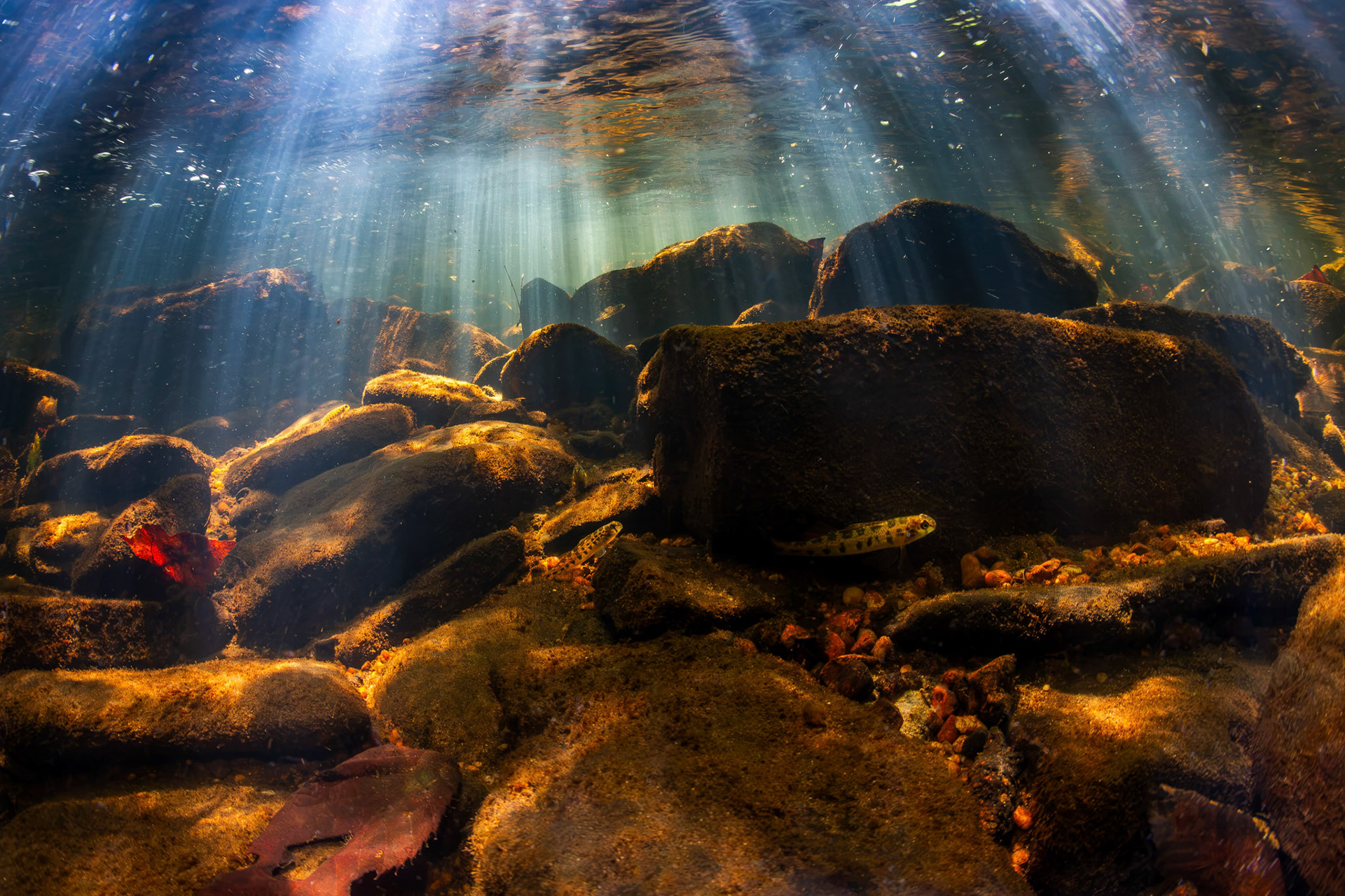 Tennessee Snubnose Darters