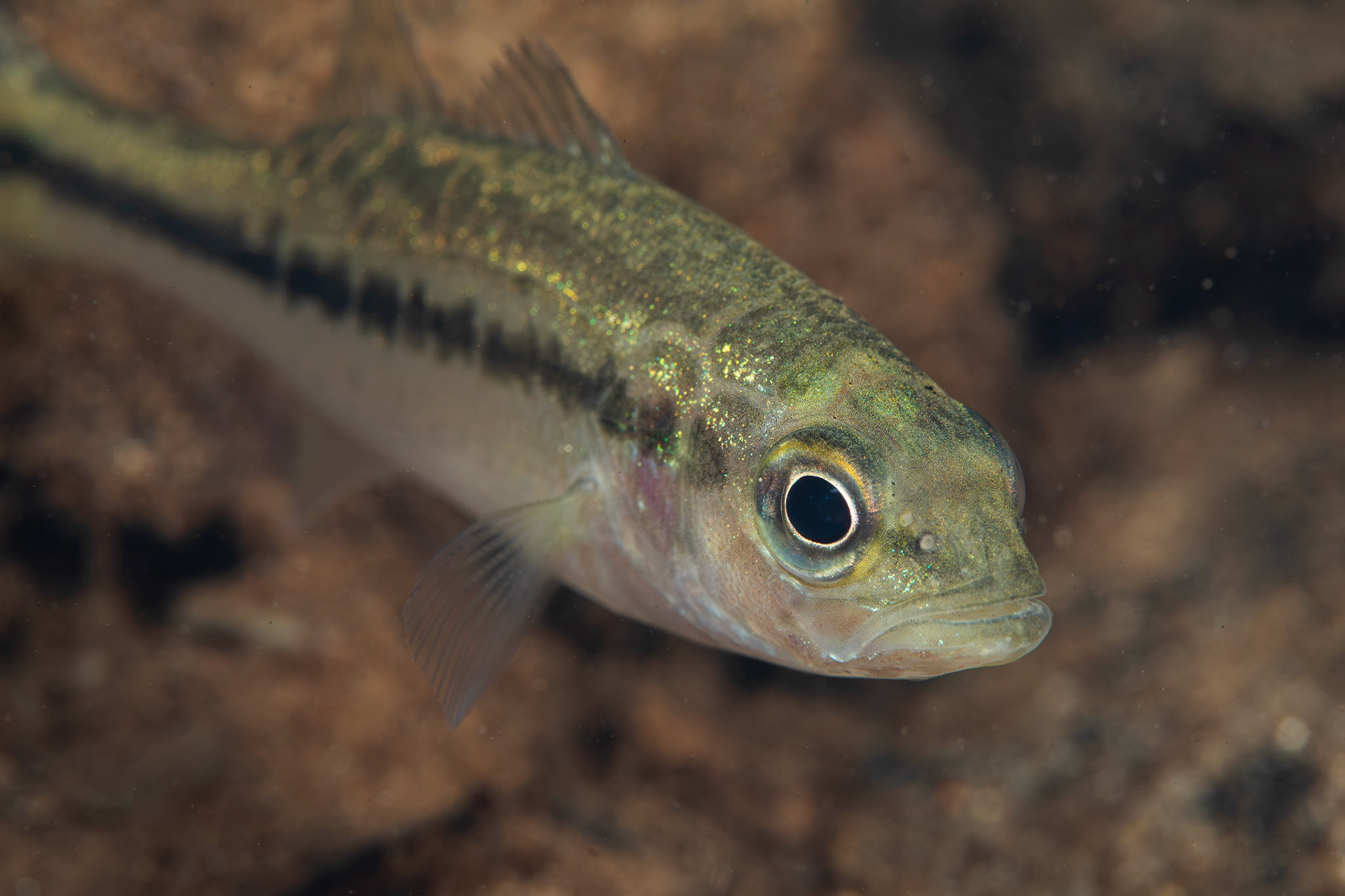 Spotted Bass